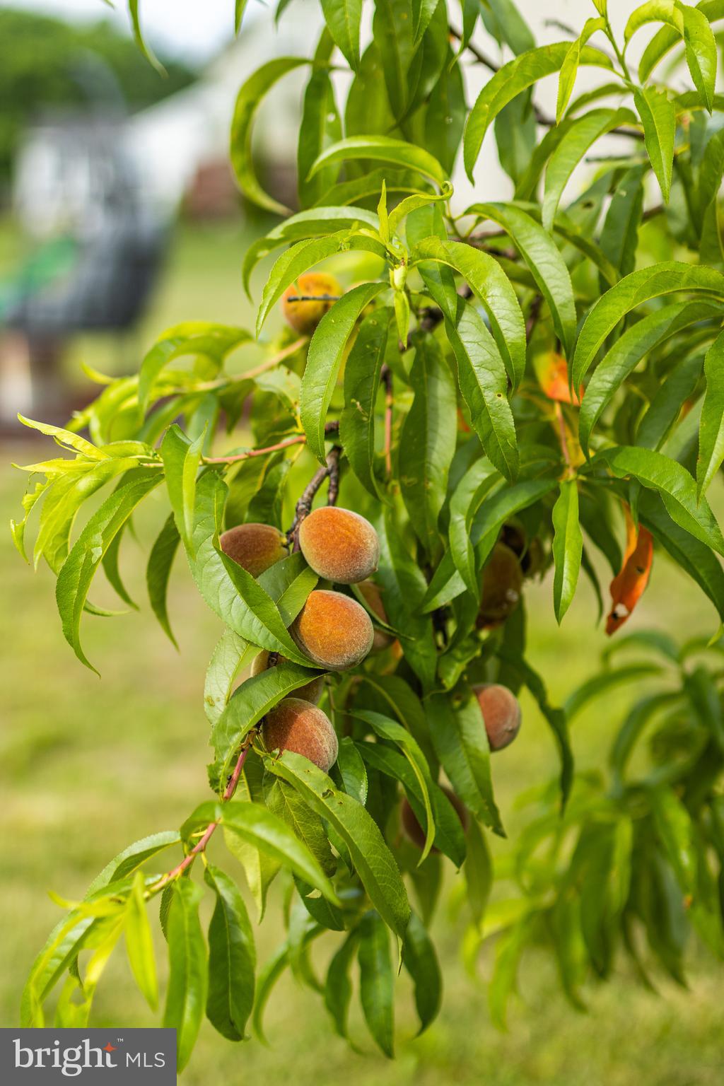 AMBERLEIGH - Residential