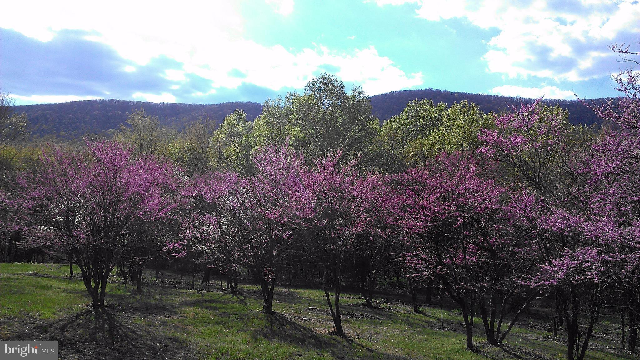 ROCK GAP WOODS - Residential
