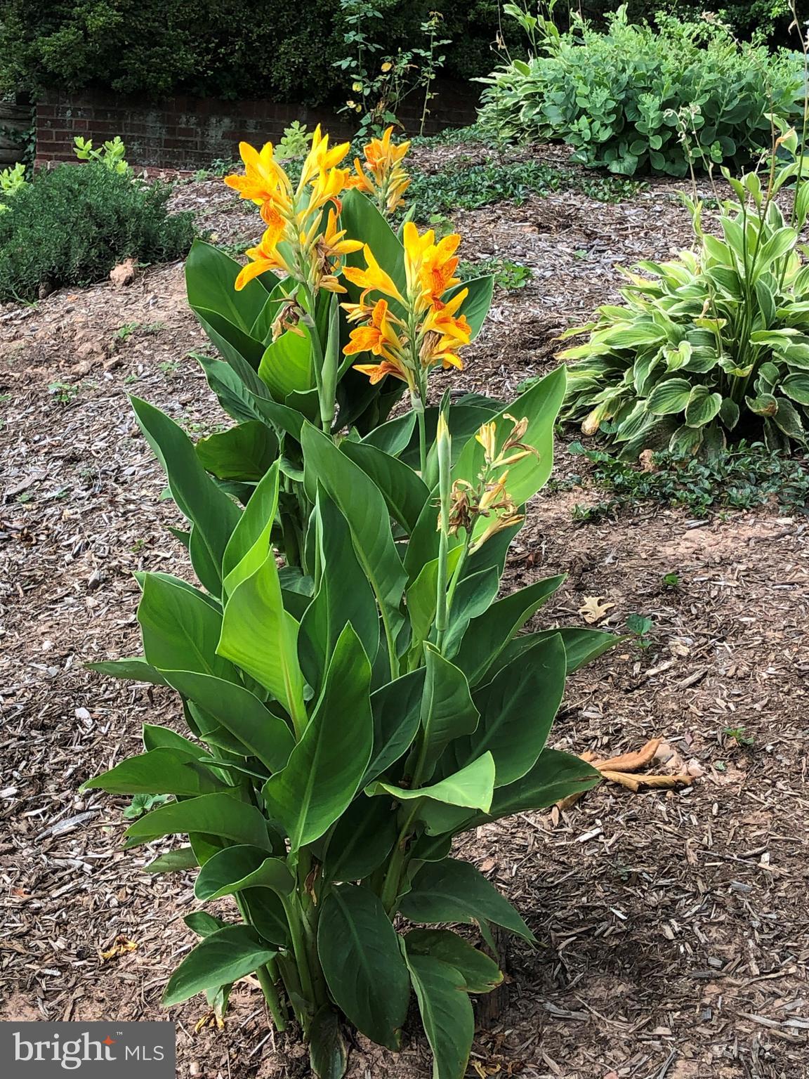 LACEY FOREST - Residential