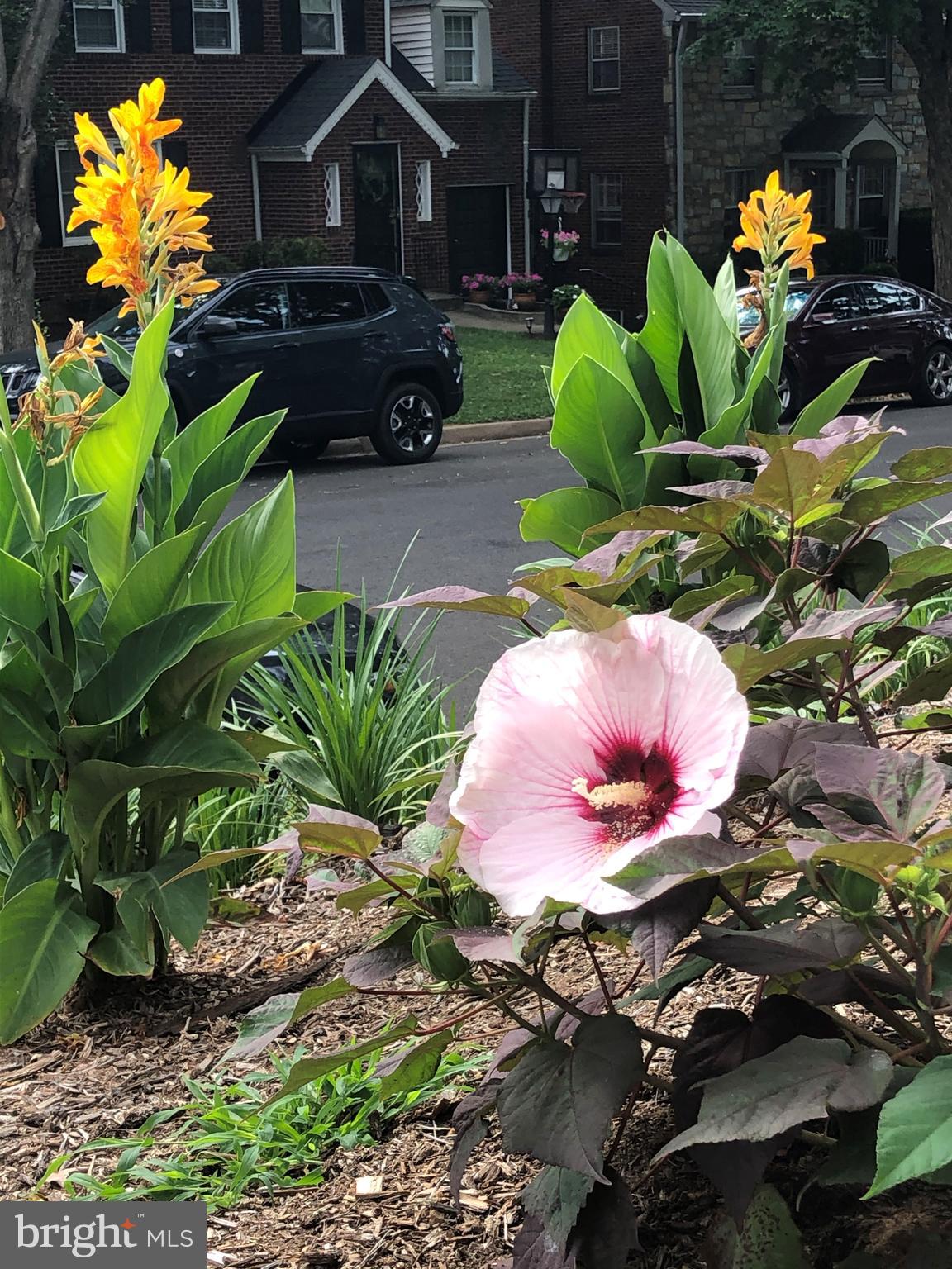 LACEY FOREST - Residential