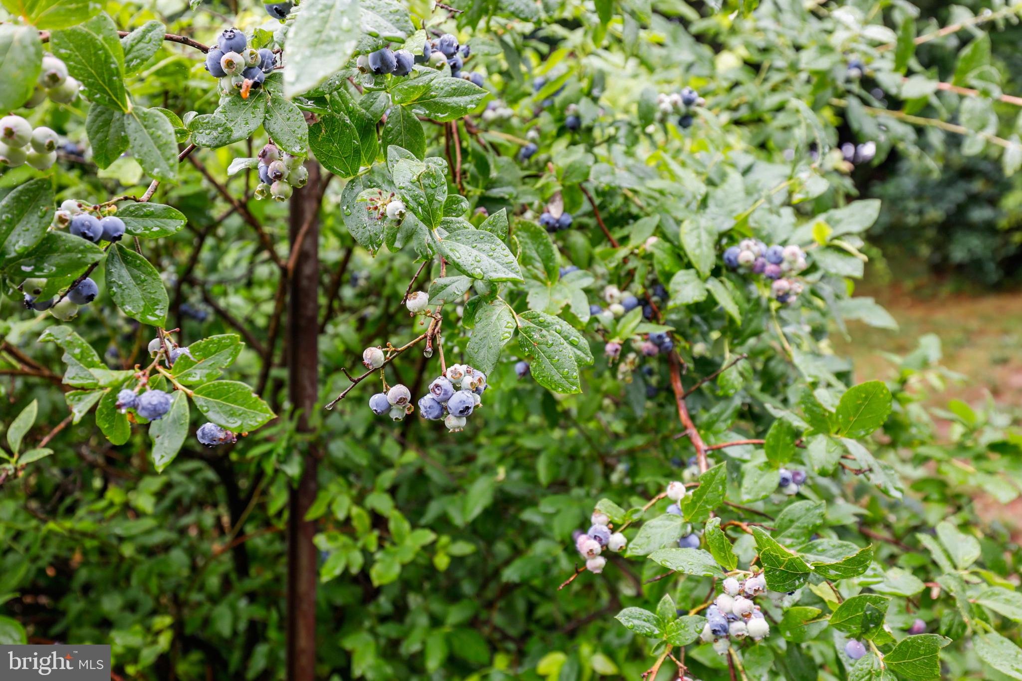 HAMPSTEAD - Residential