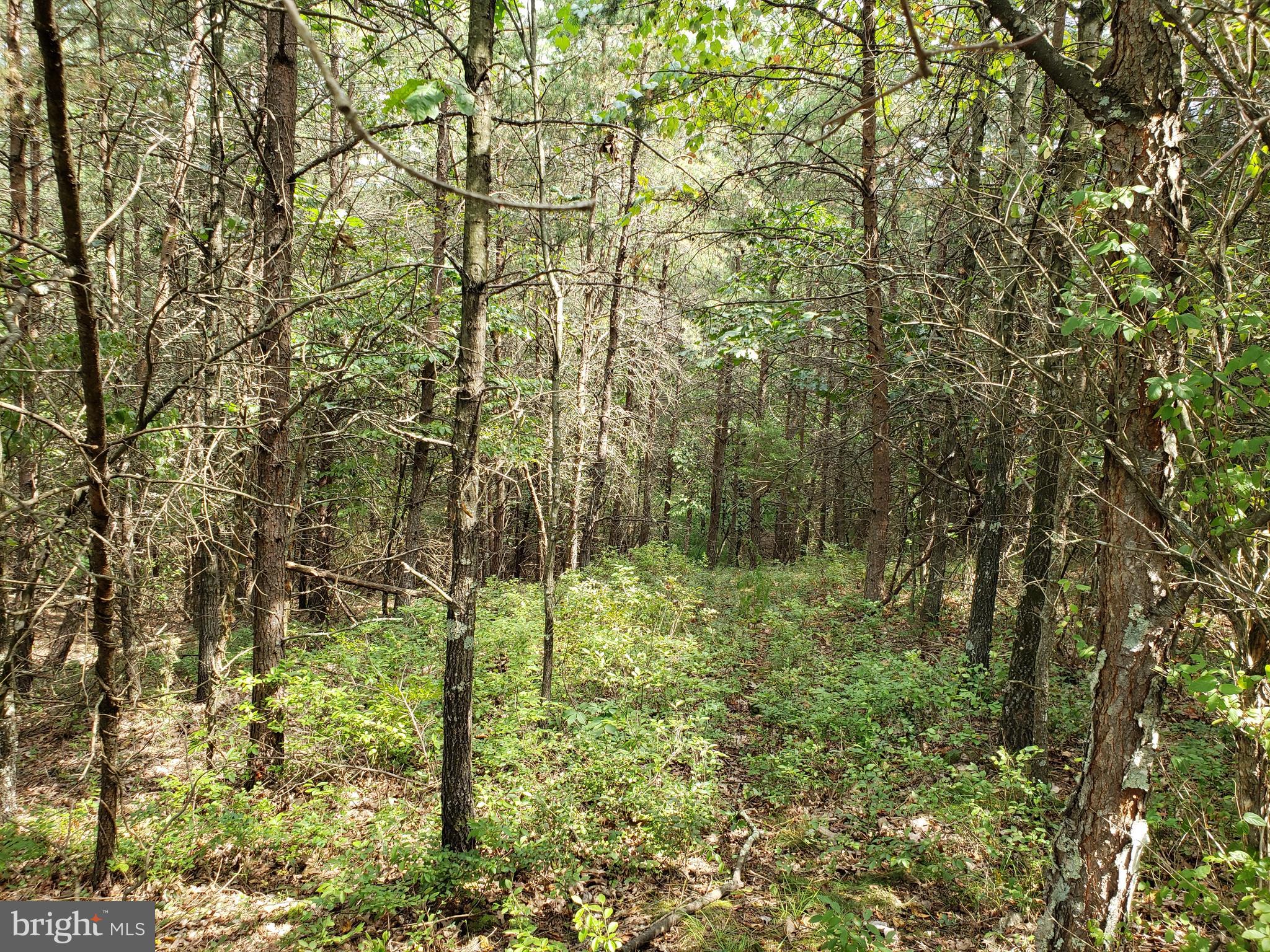 BELLWOOD ESTATES - Residential