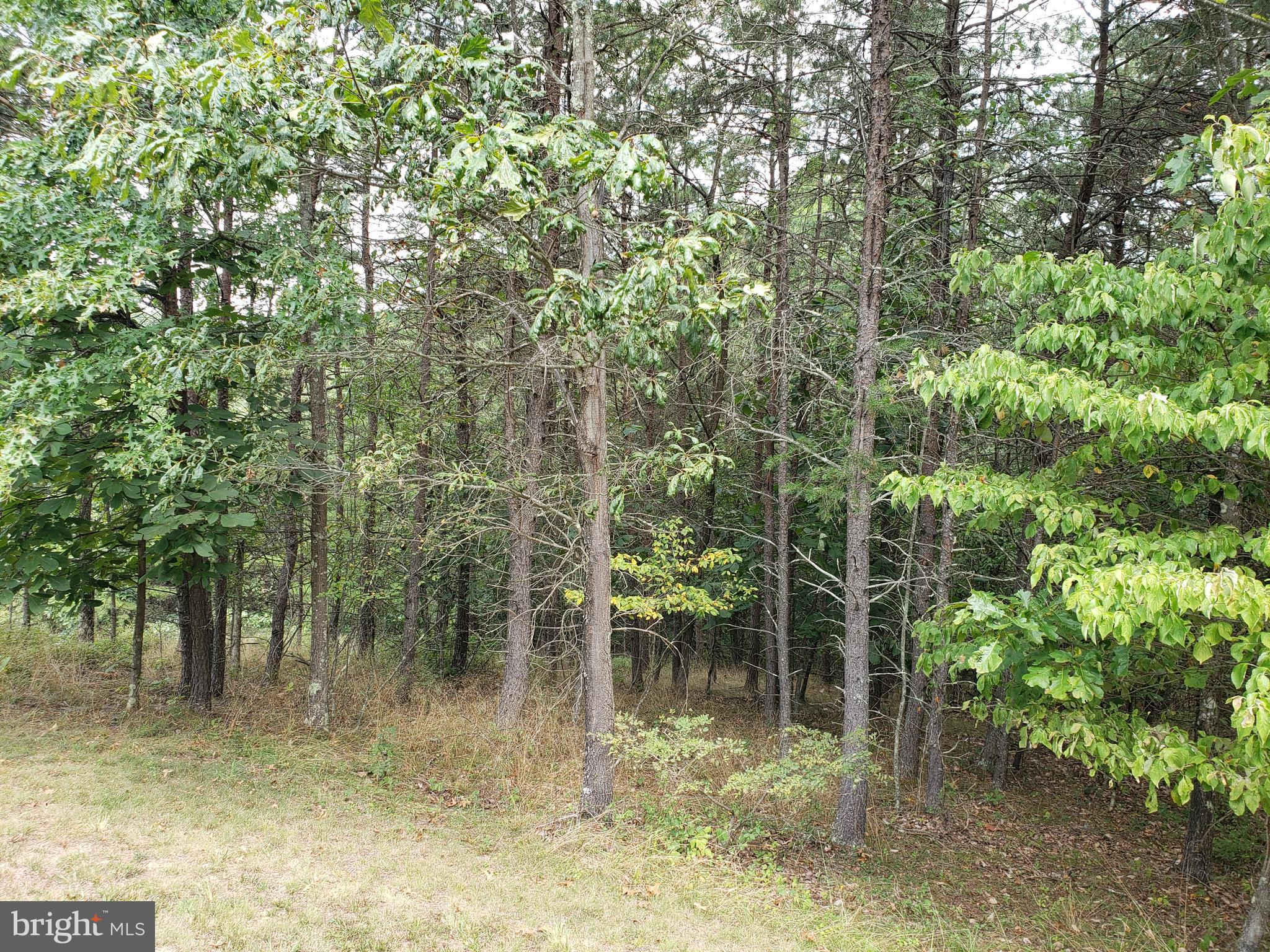 BELLWOOD ESTATES - Residential