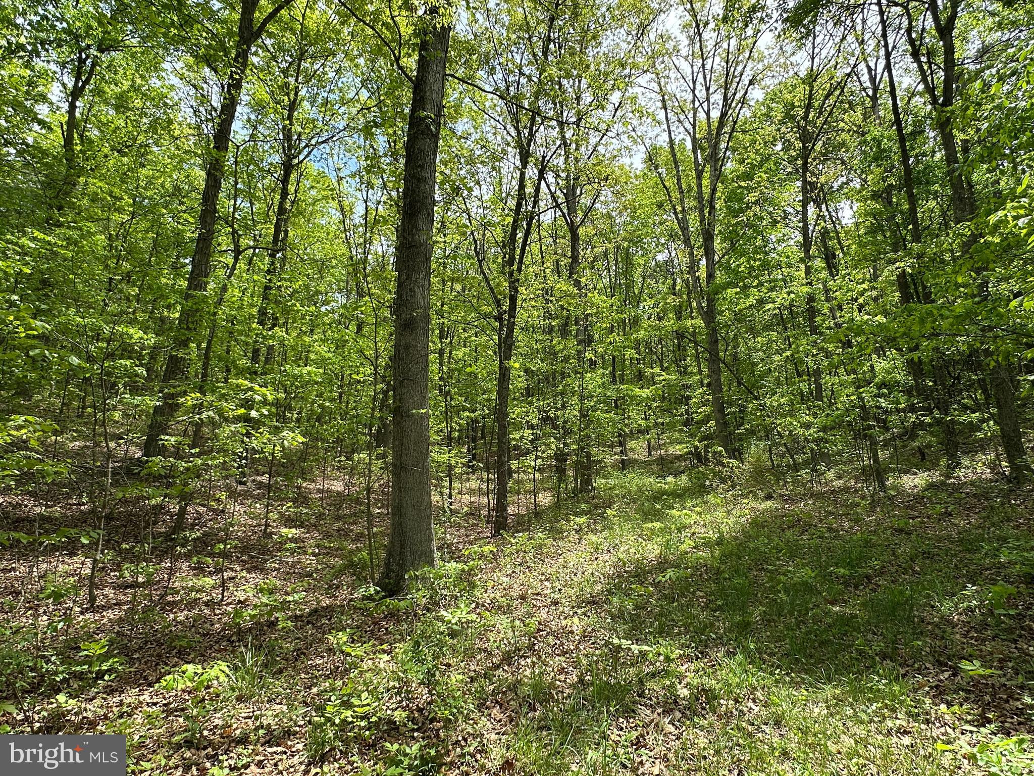 TIMBER TRAILS - Land