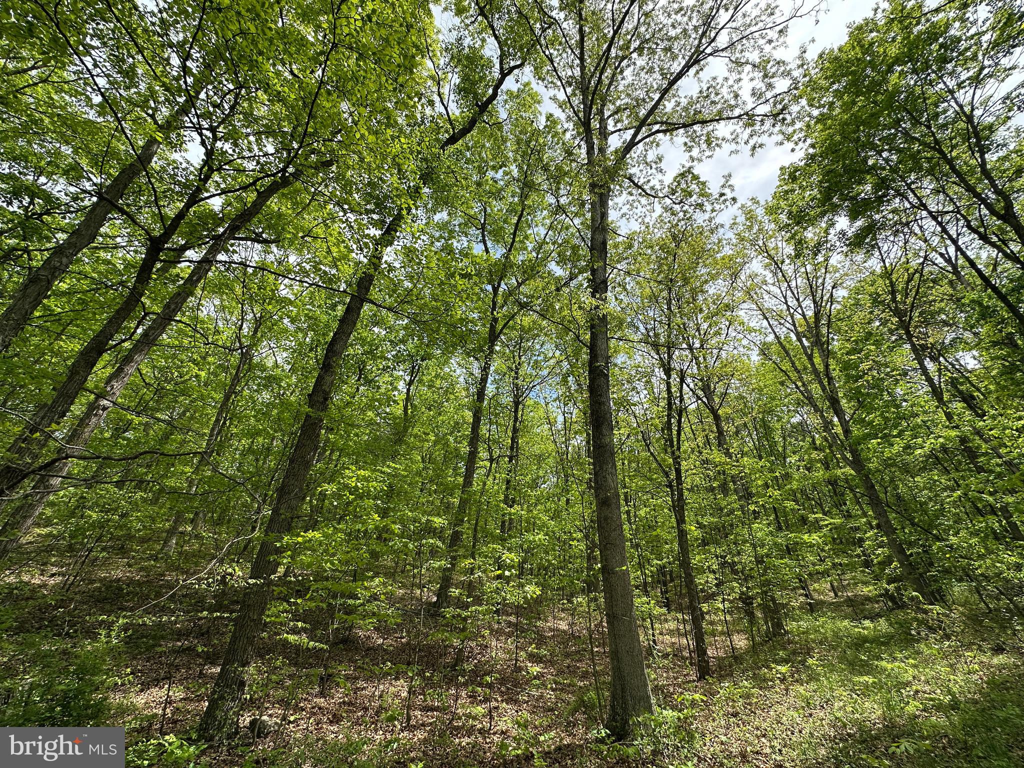 TIMBER TRAILS - Land