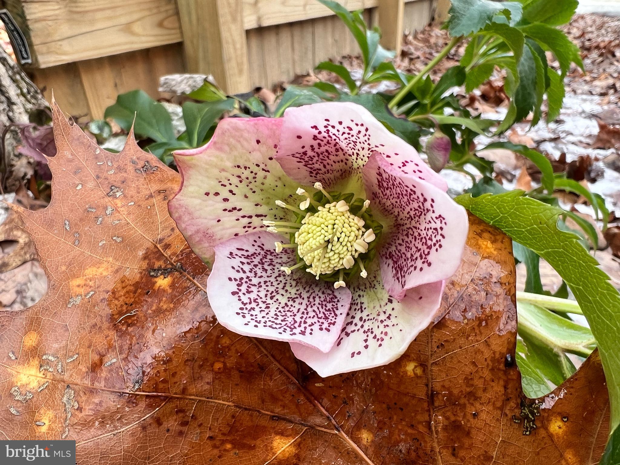 SHANNONDALE - Residential