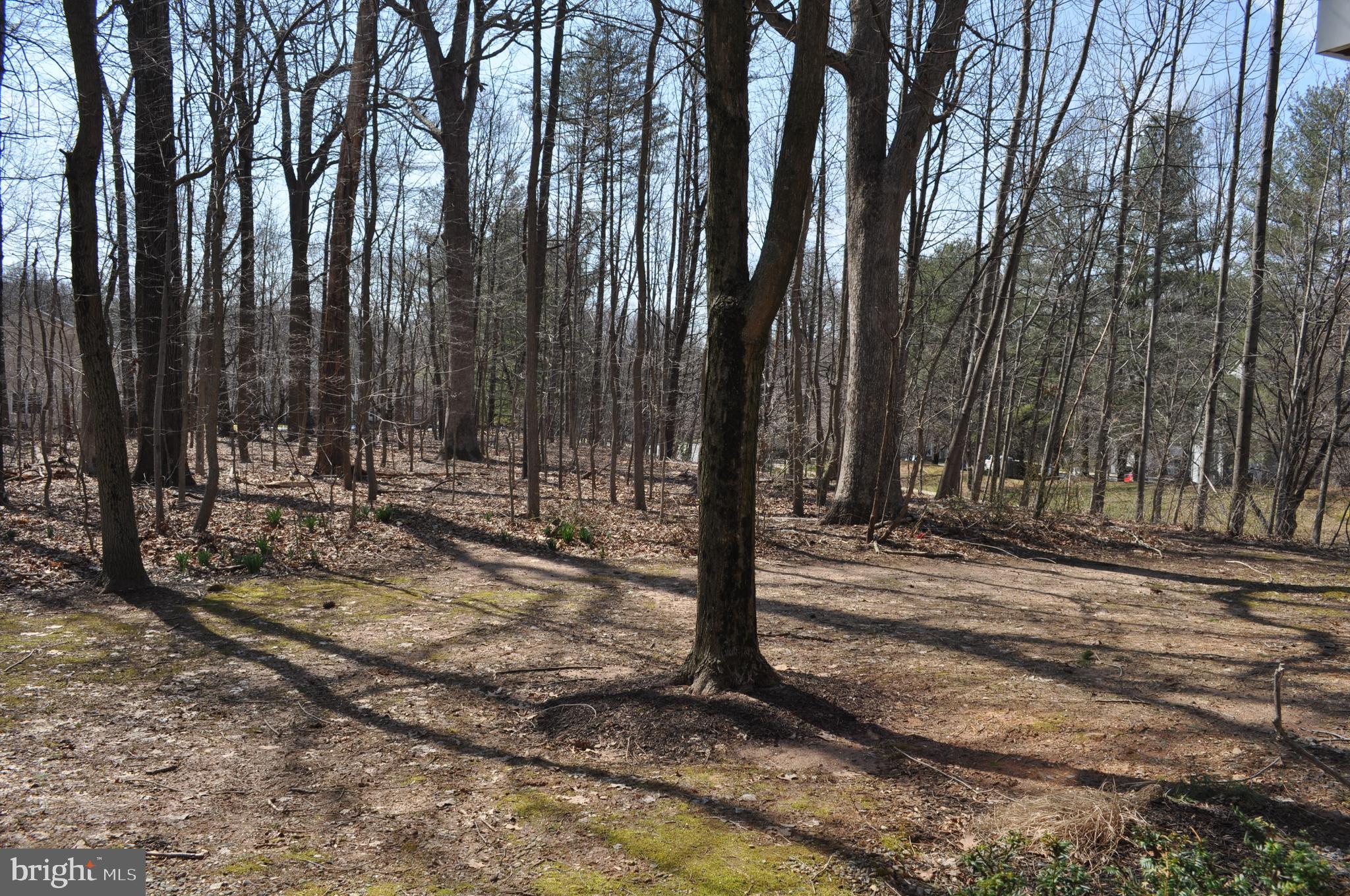 CLARY'S FOREST - Residential Lease