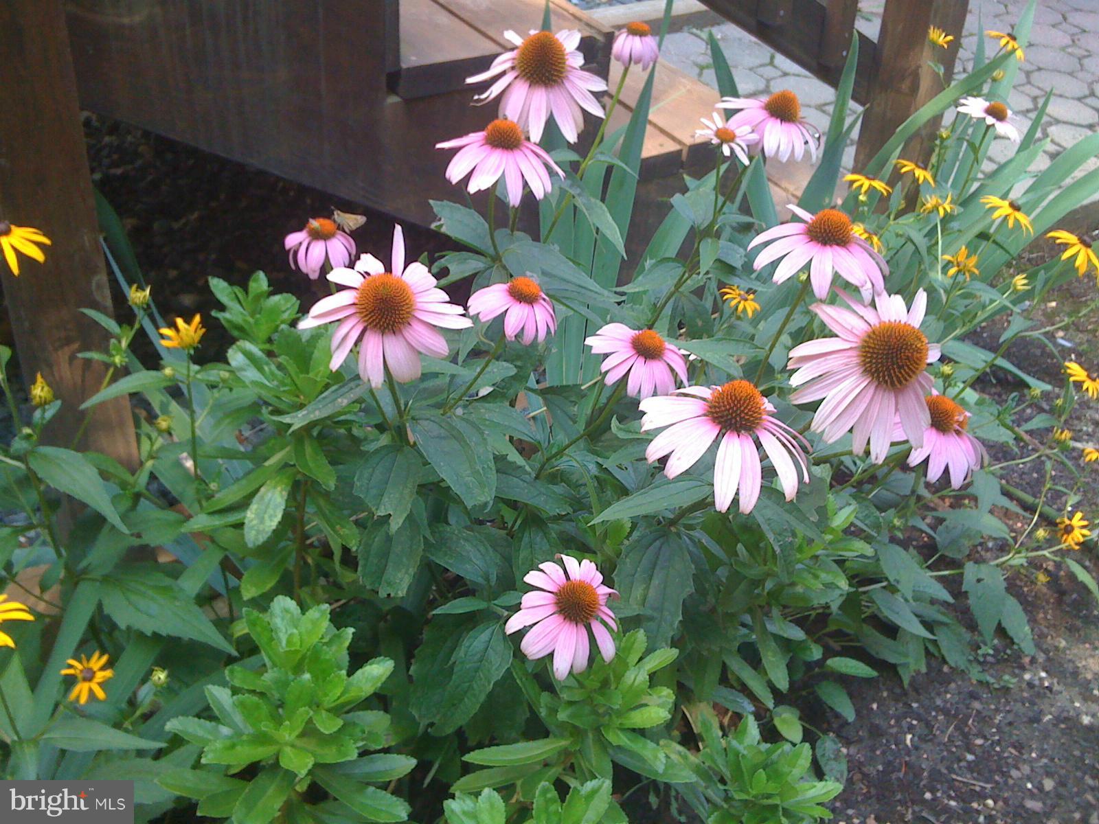 SUMMERWOOD - Residential Lease