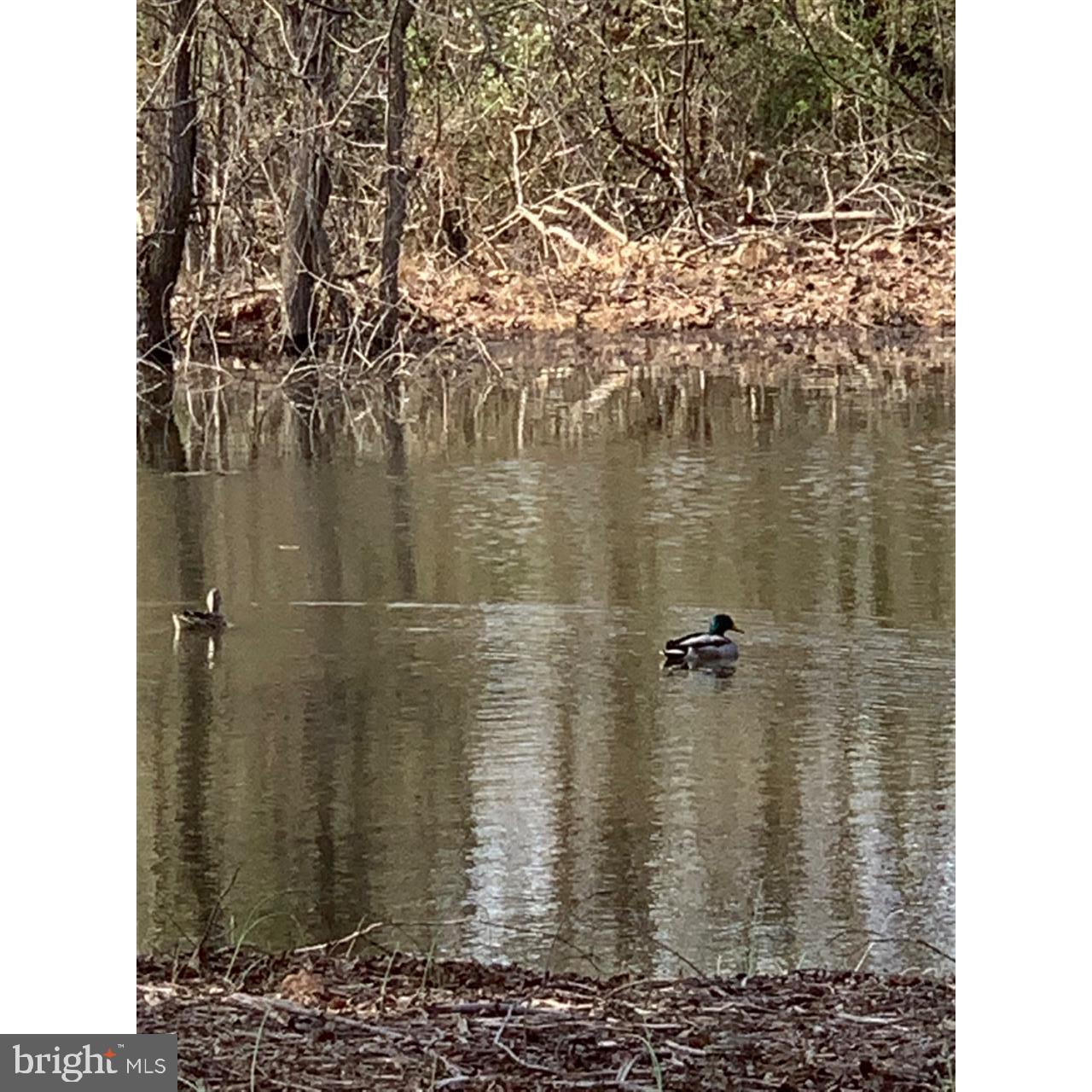 ISLAND CREEK WOODS - Residential