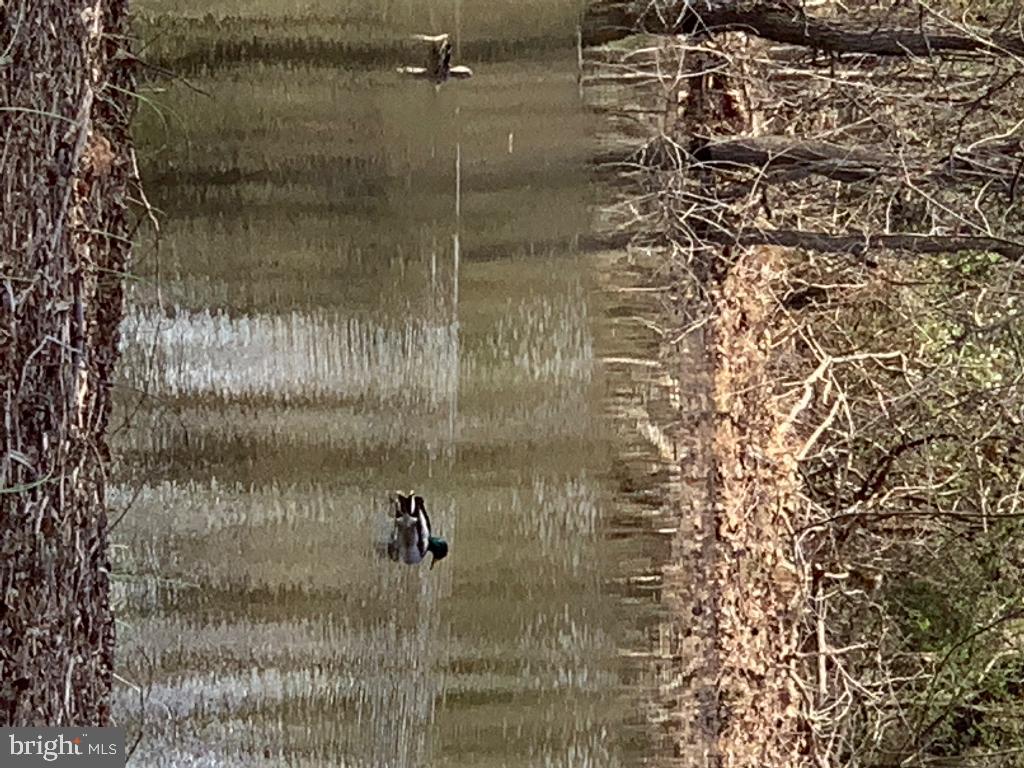 ISLAND CREEK WOODS - Residential