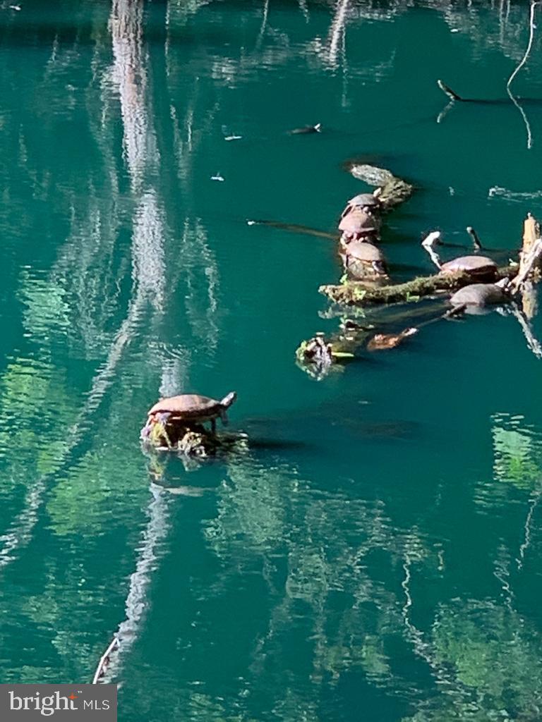 ISLAND CREEK WOODS - Residential