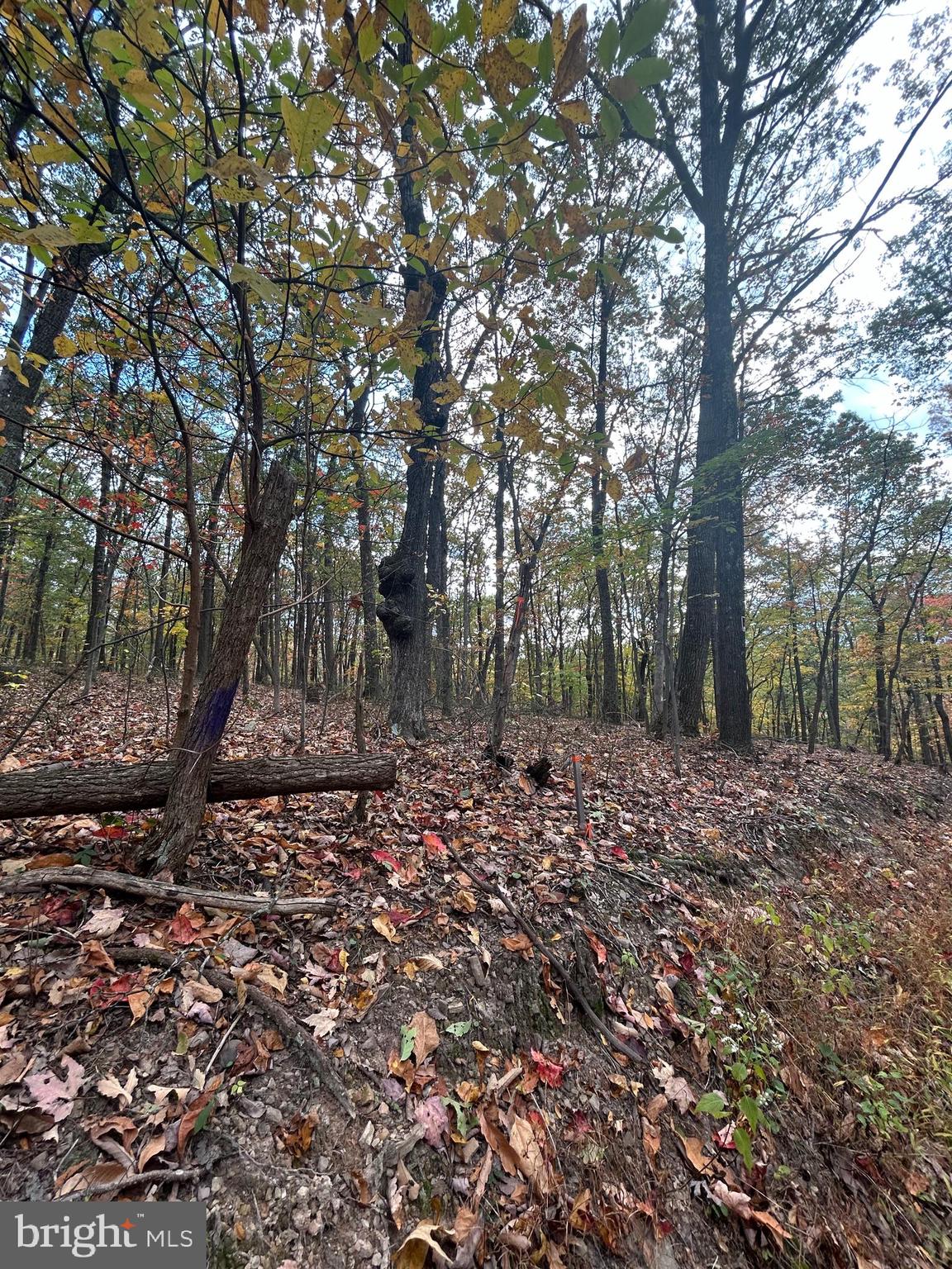 RITTER MOUNTAIN - Land