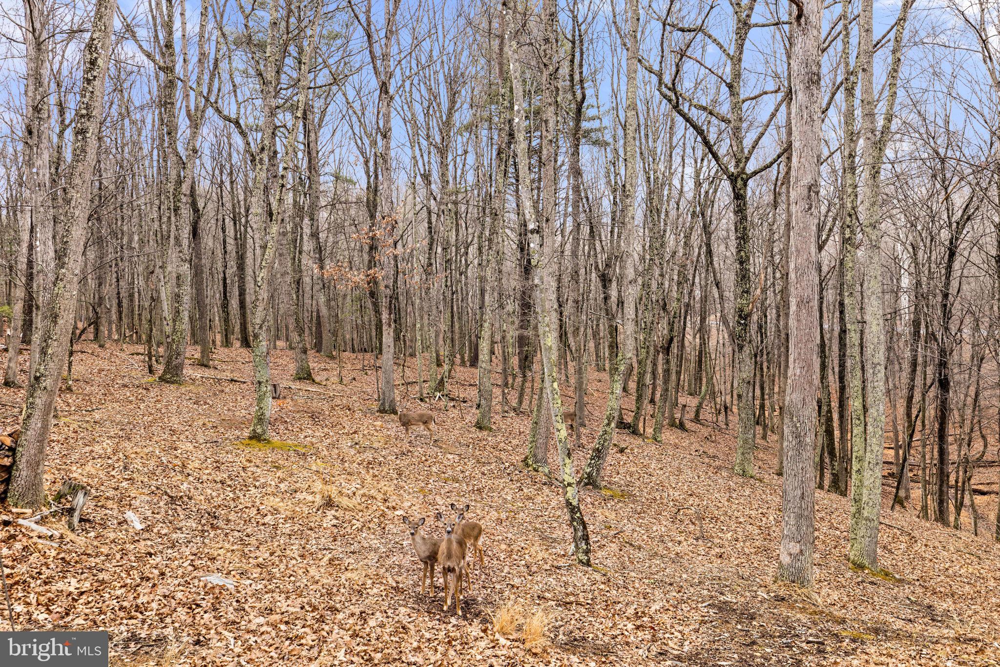 THE CROSSING AT GREAT CACAPON - Residential