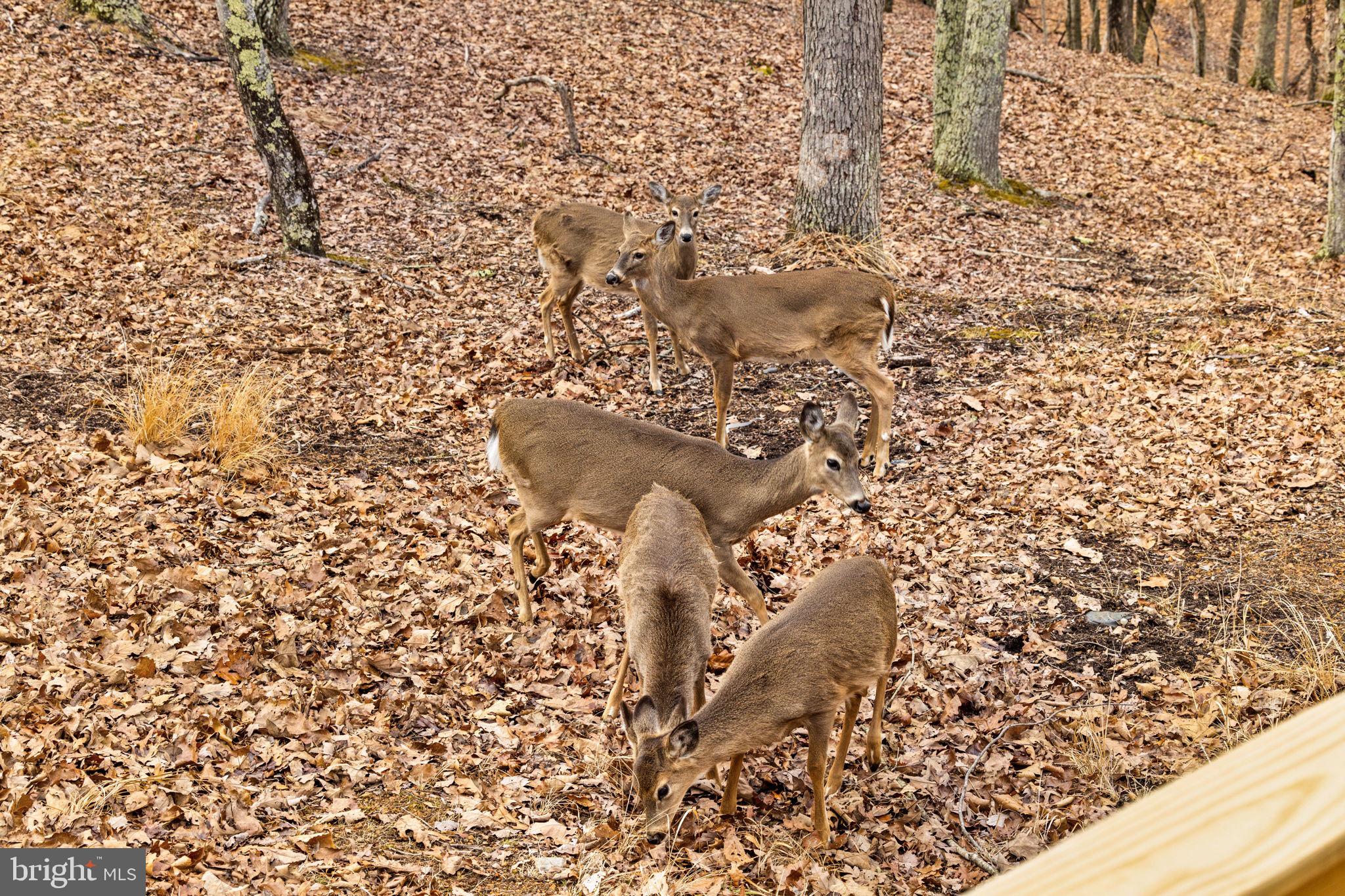 THE CROSSING AT GREAT CACAPON - Residential