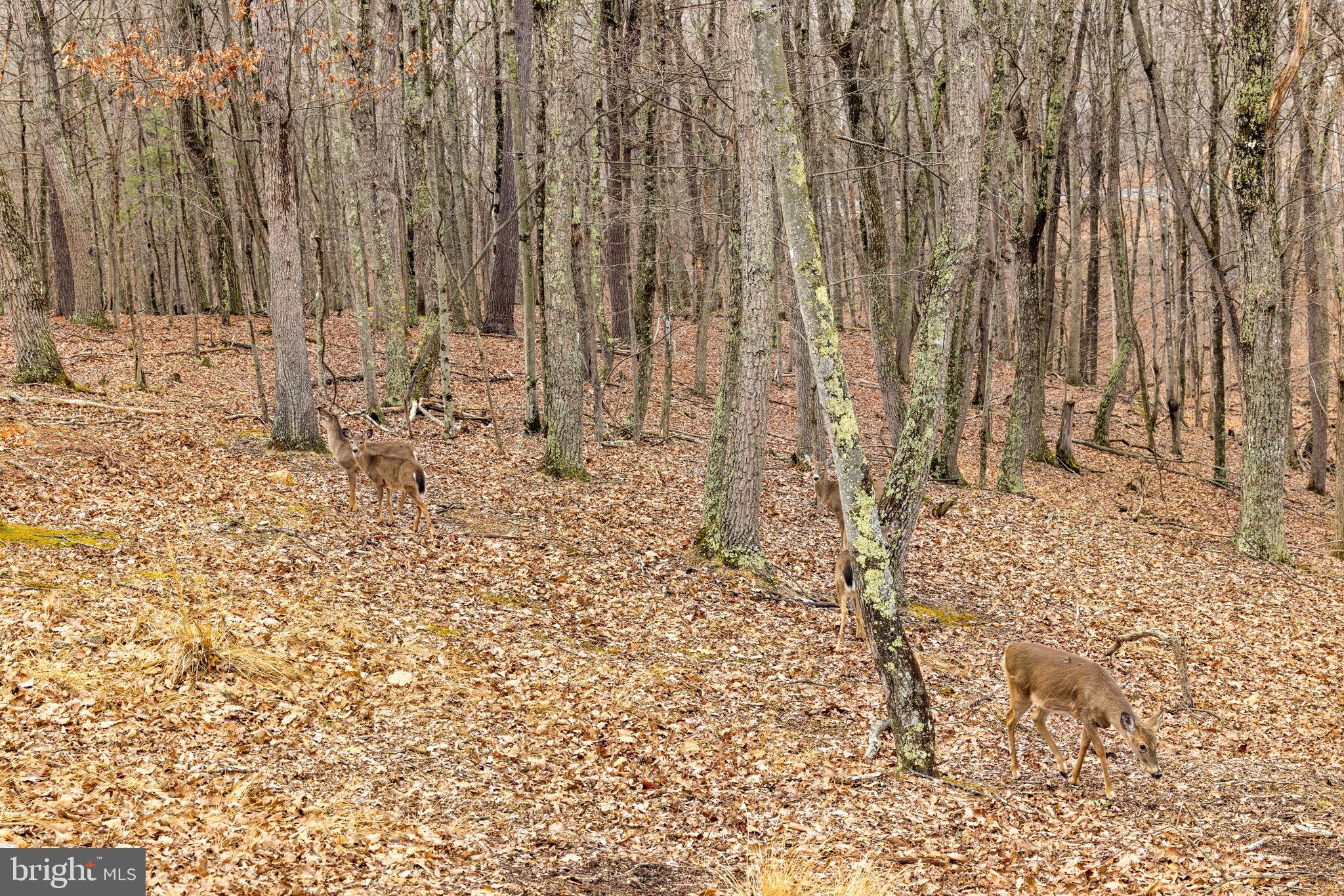 THE CROSSING AT GREAT CACAPON - Residential