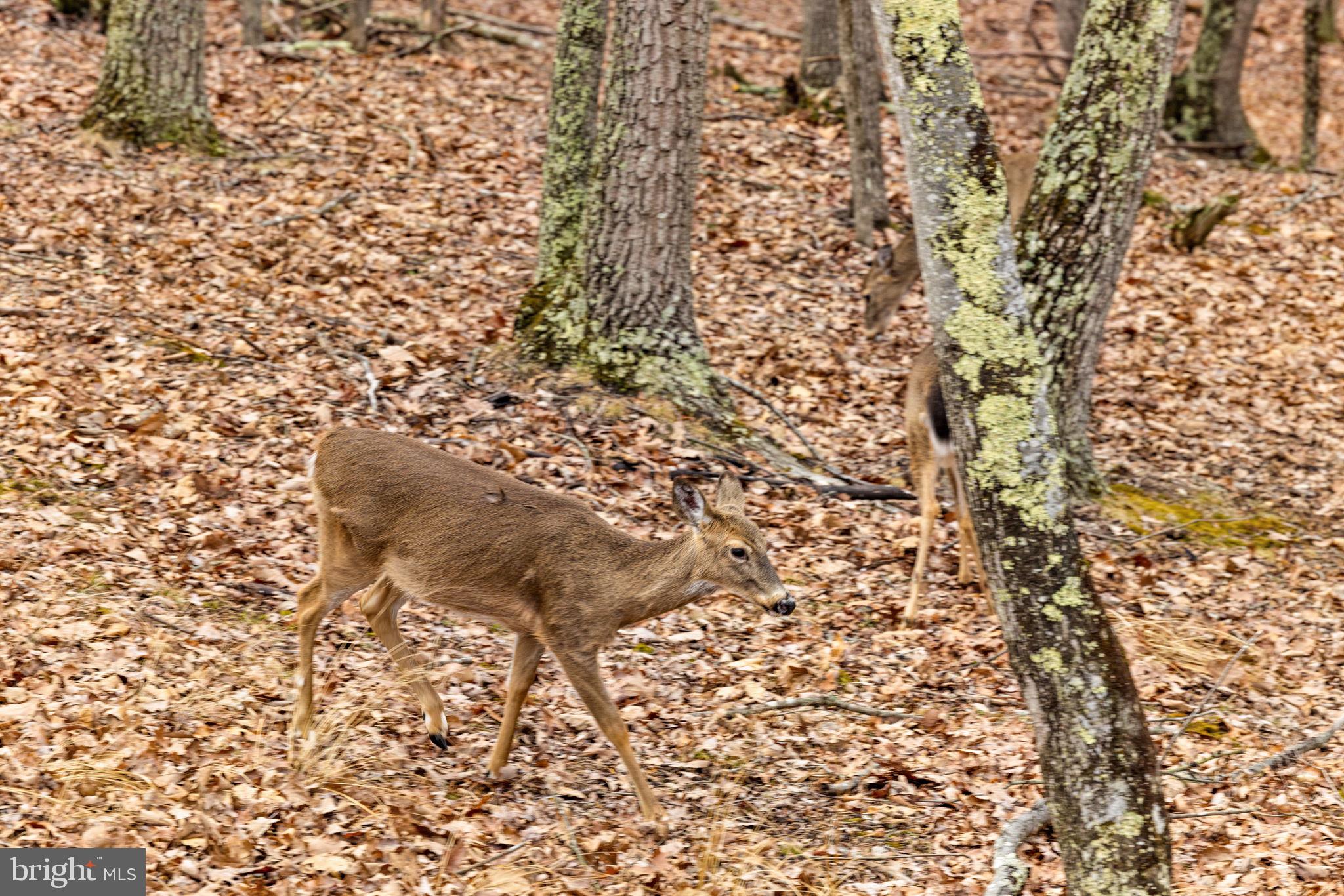 THE CROSSING AT GREAT CACAPON - Residential