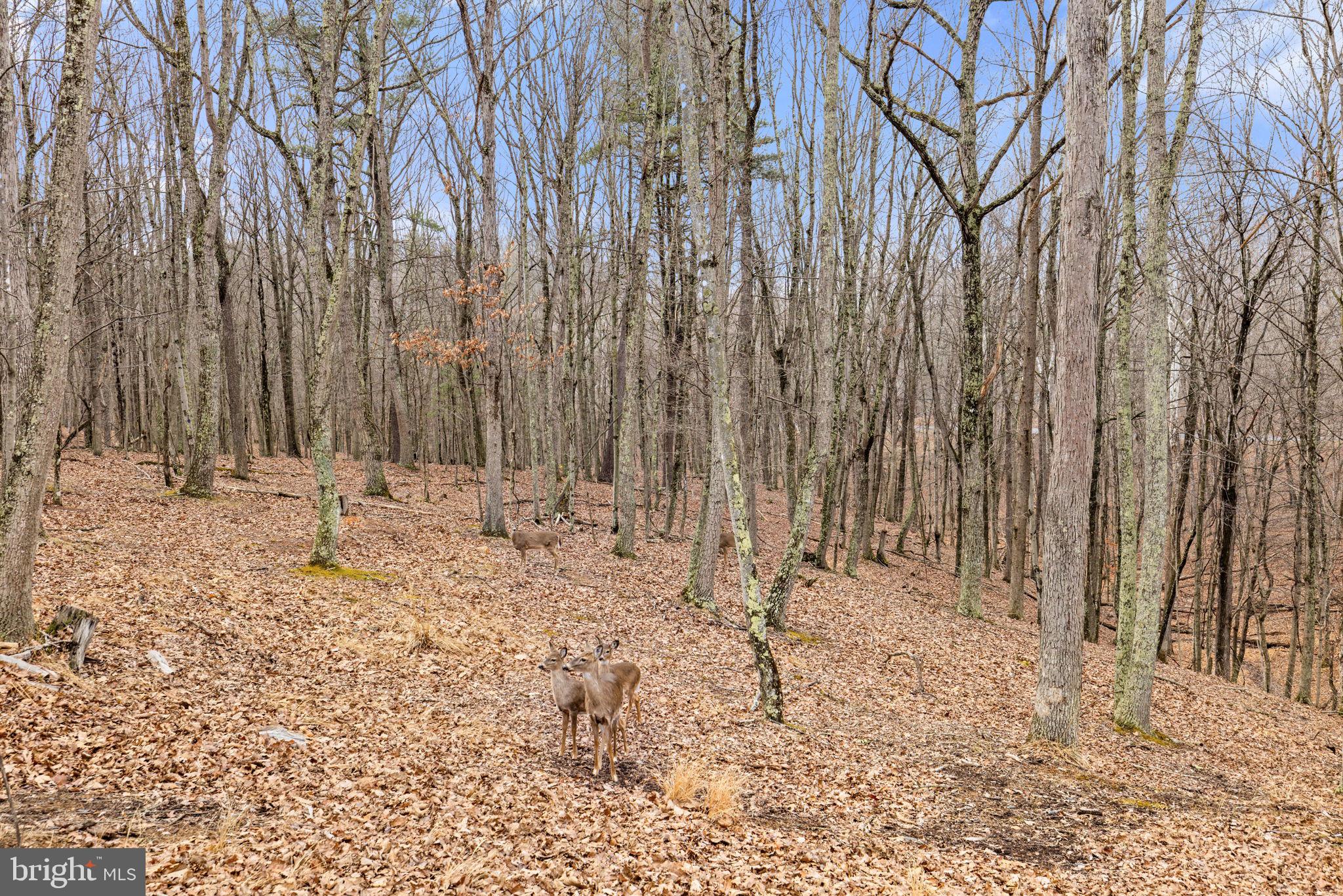 THE CROSSING AT GREAT CACAPON - Residential