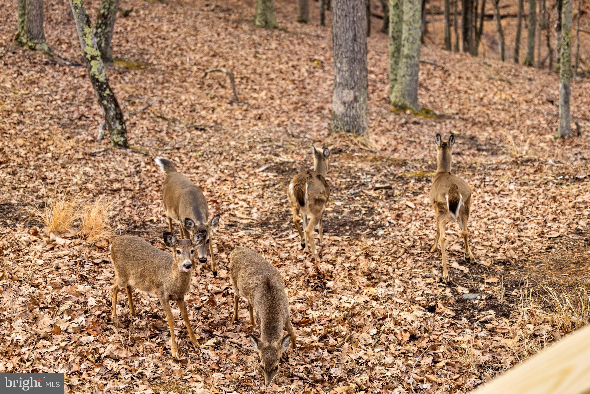 THE CROSSING AT GREAT CACAPON - Residential