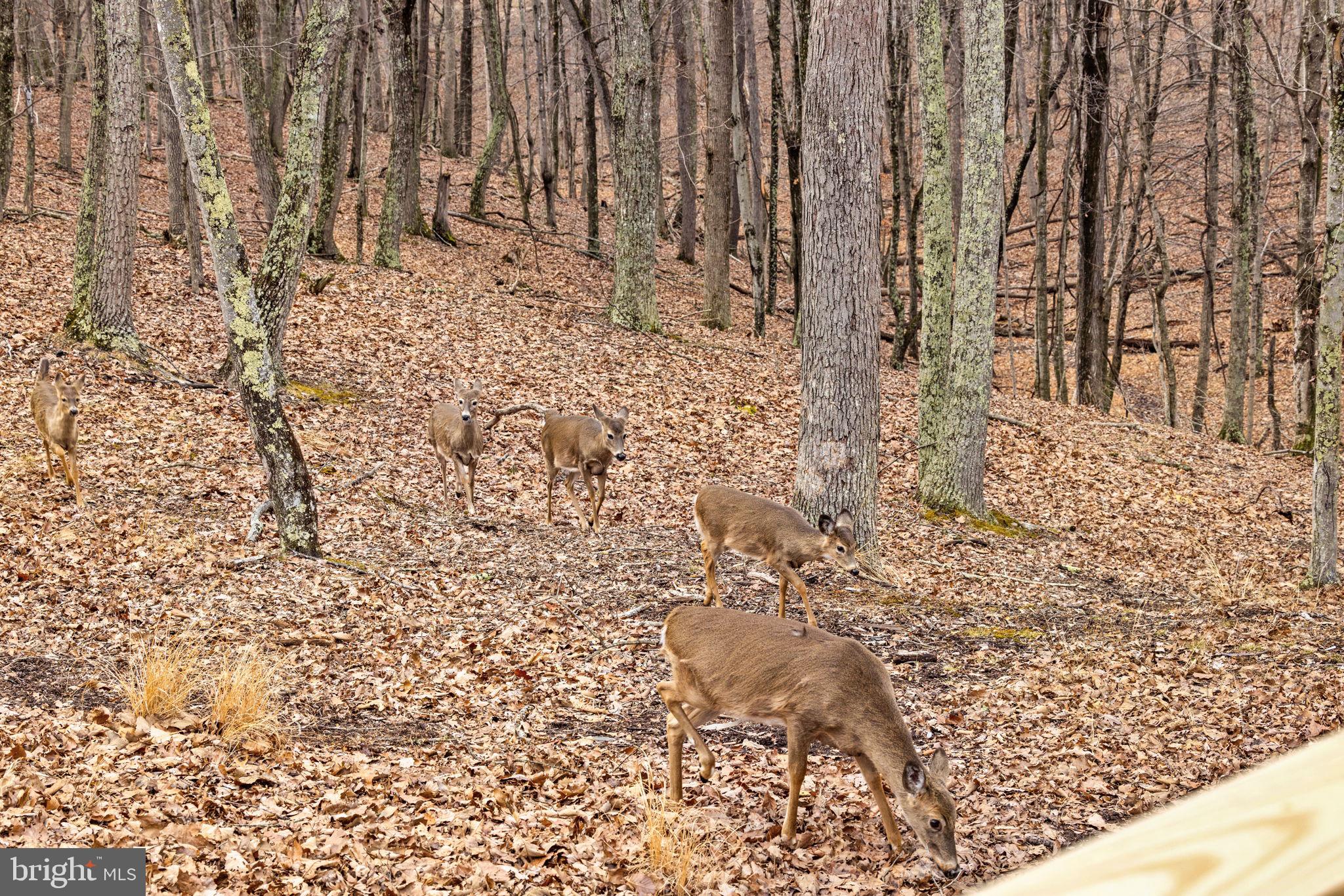 THE CROSSING AT GREAT CACAPON - Residential