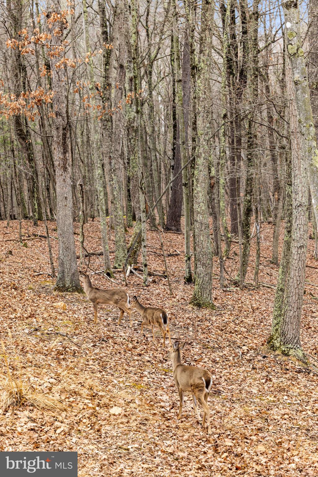 THE CROSSING AT GREAT CACAPON - Residential