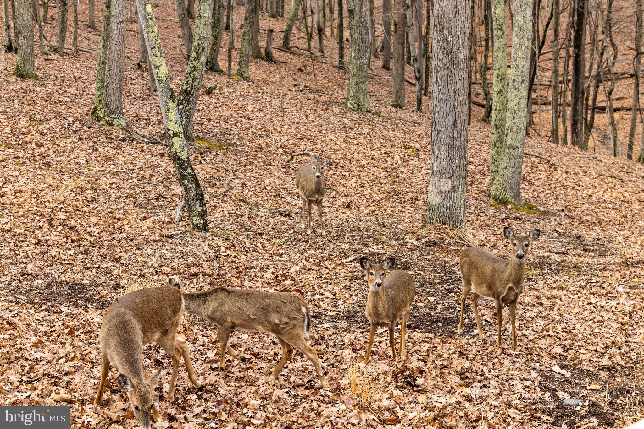 THE CROSSING AT GREAT CACAPON - Residential