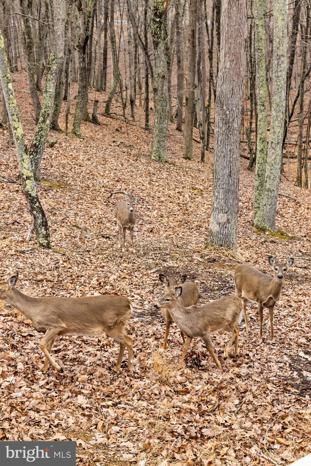 THE CROSSING AT GREAT CACAPON - Residential