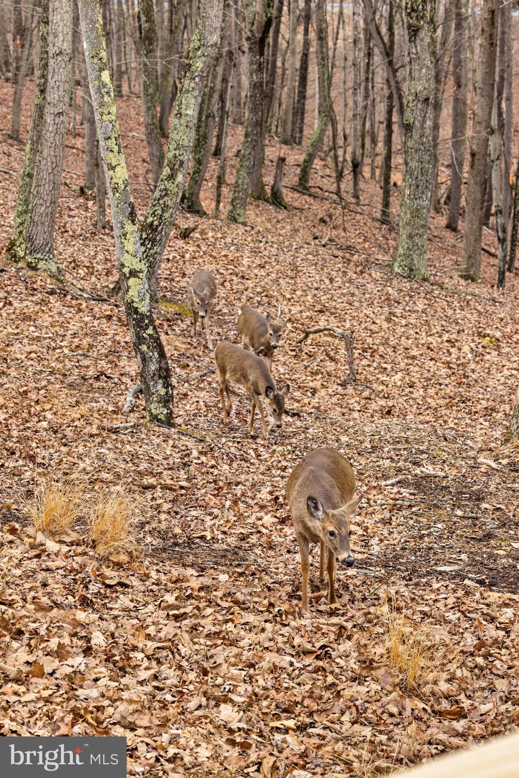 THE CROSSING AT GREAT CACAPON - Residential