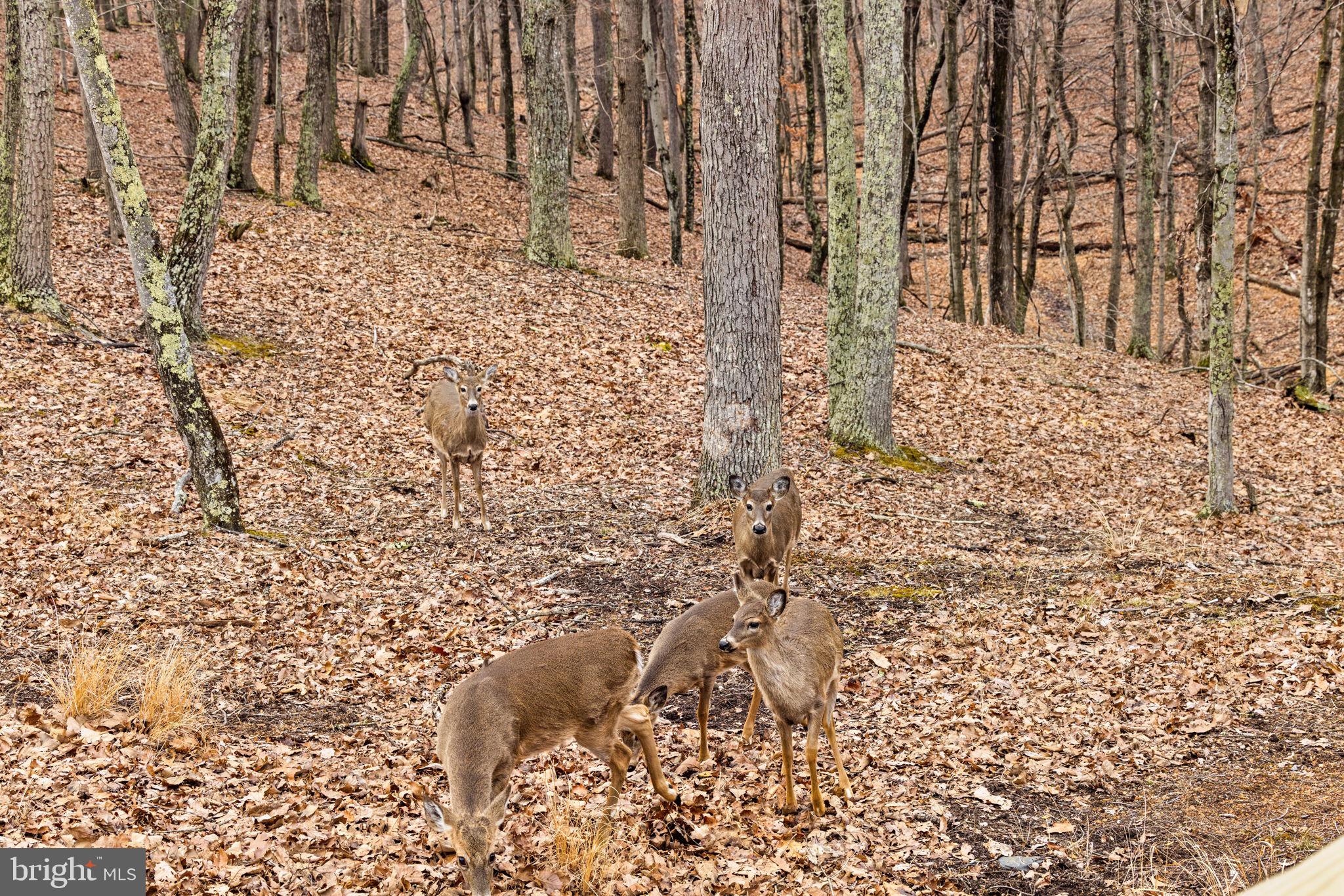 THE CROSSING AT GREAT CACAPON - Residential