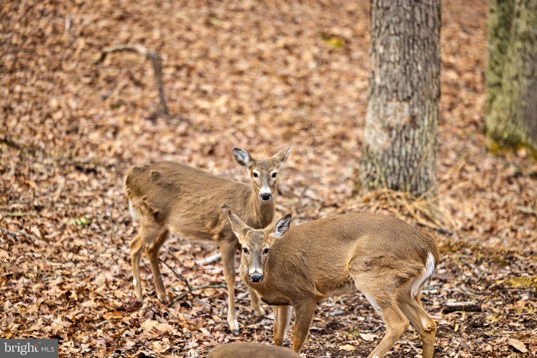 THE CROSSING AT GREAT CACAPON - Residential