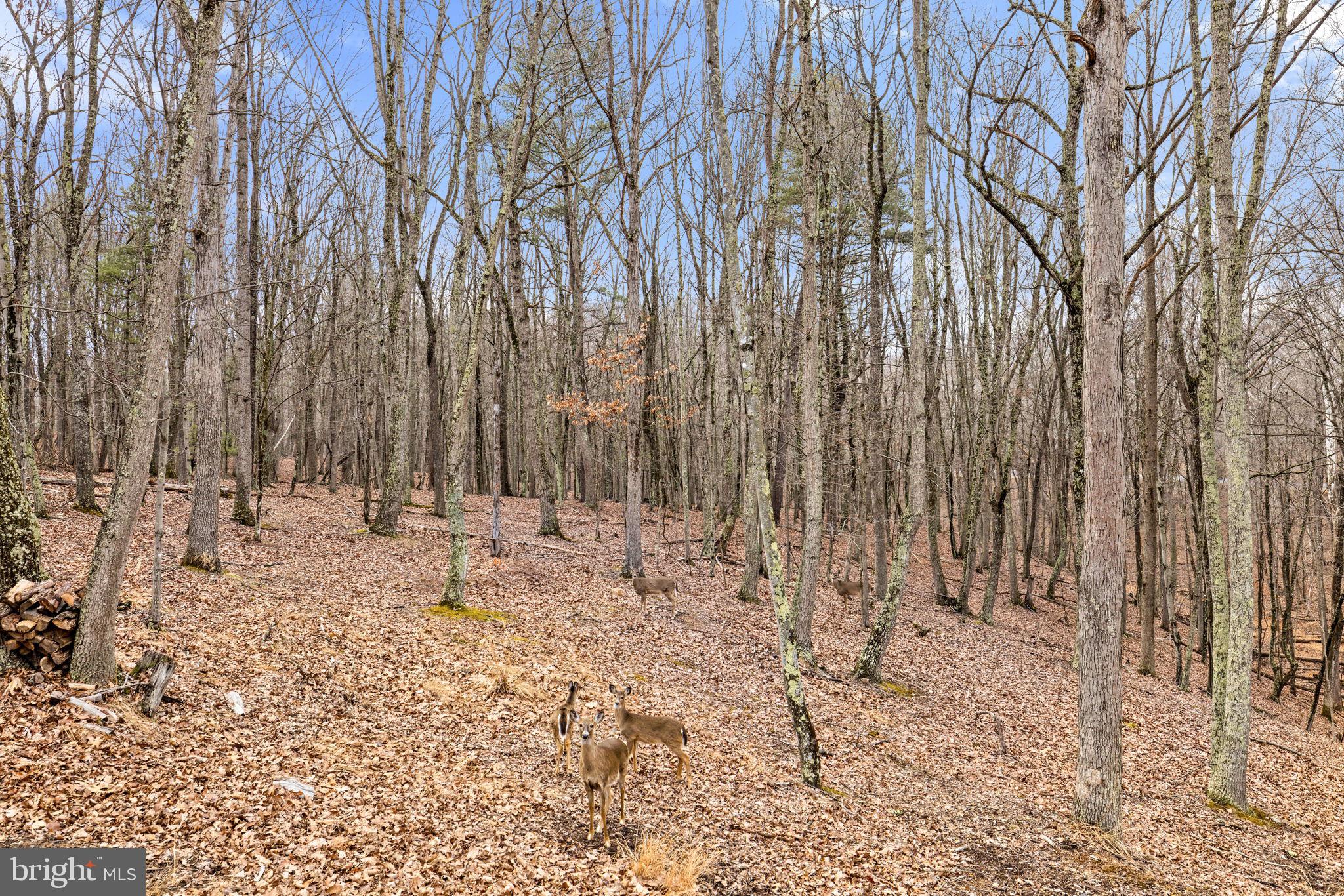 THE CROSSING AT GREAT CACAPON - Residential