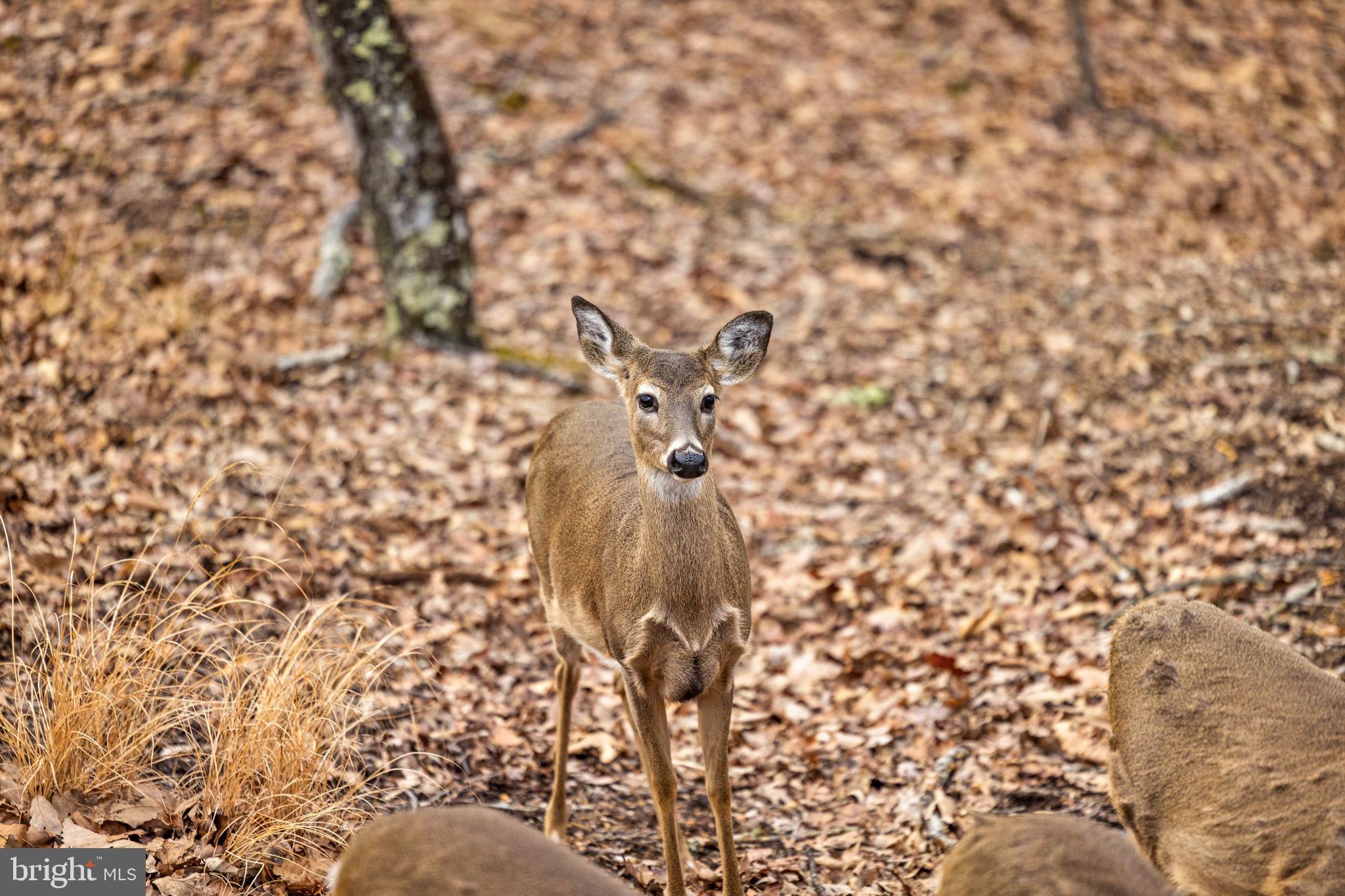 THE CROSSING AT GREAT CACAPON - Residential