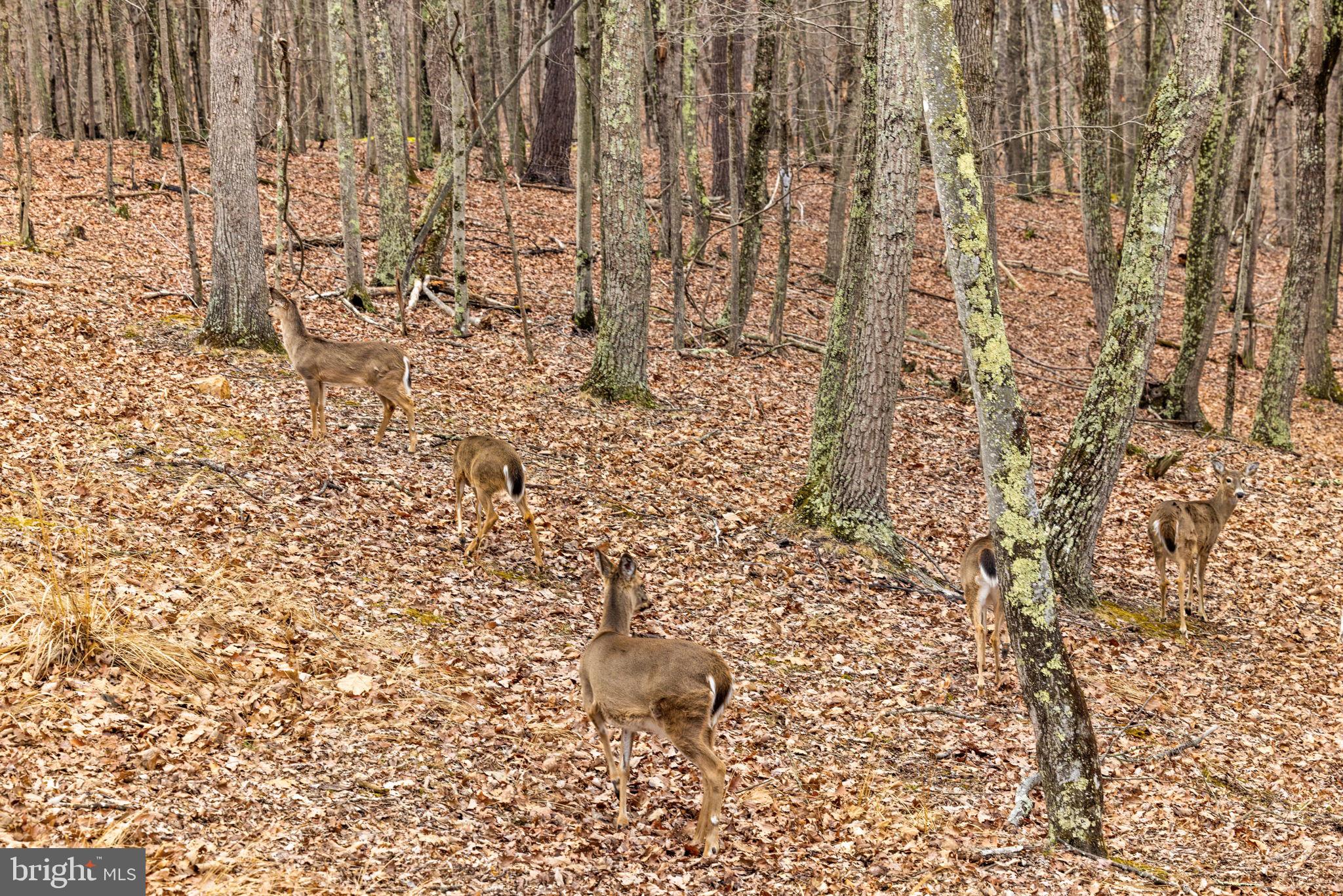 THE CROSSING AT GREAT CACAPON - Residential