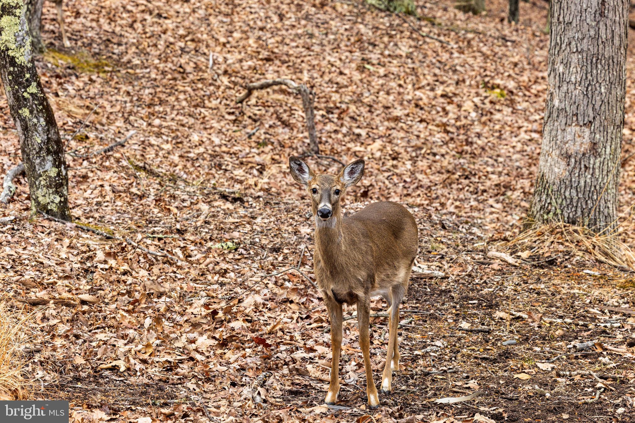 THE CROSSING AT GREAT CACAPON - Residential