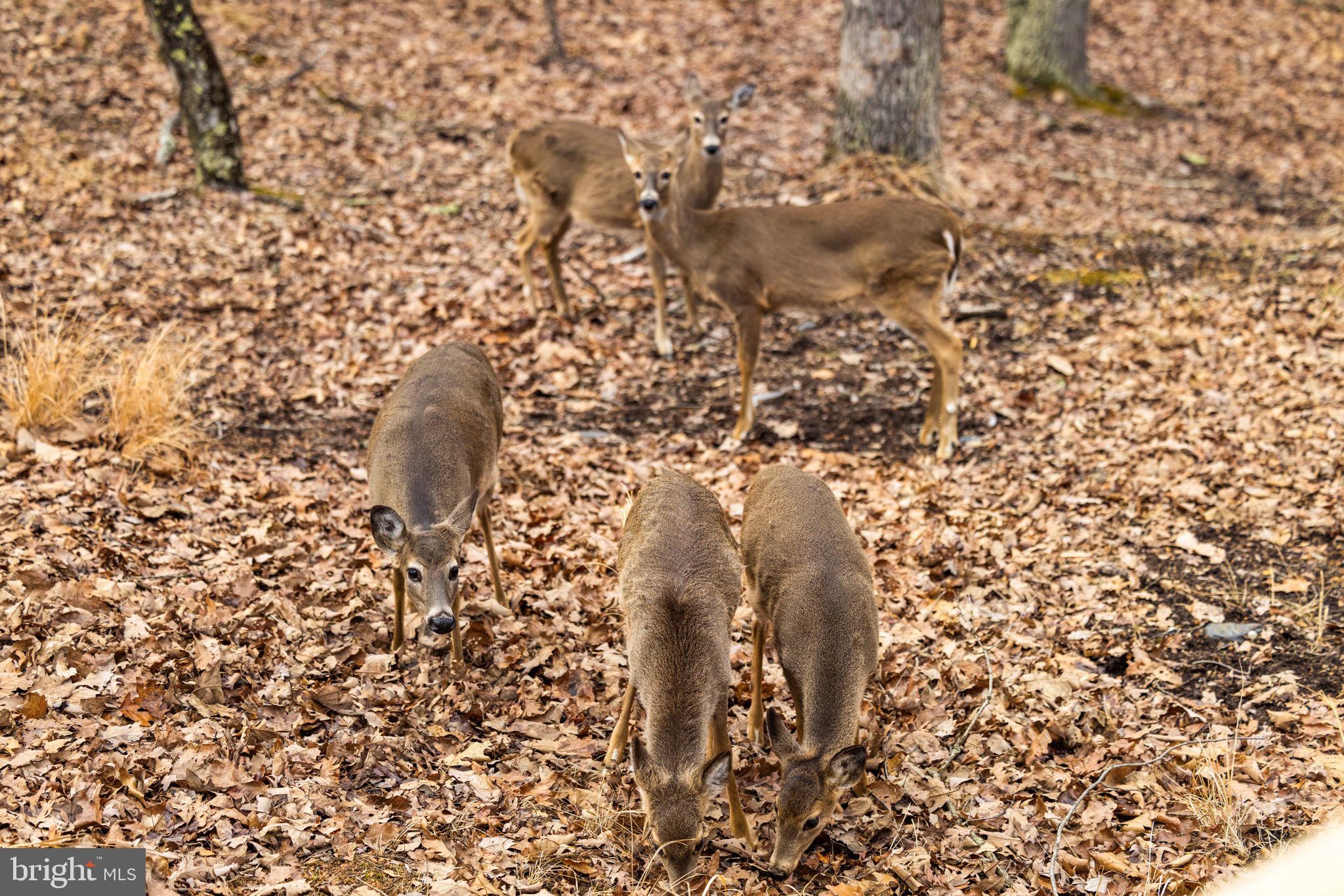 THE CROSSING AT GREAT CACAPON - Residential