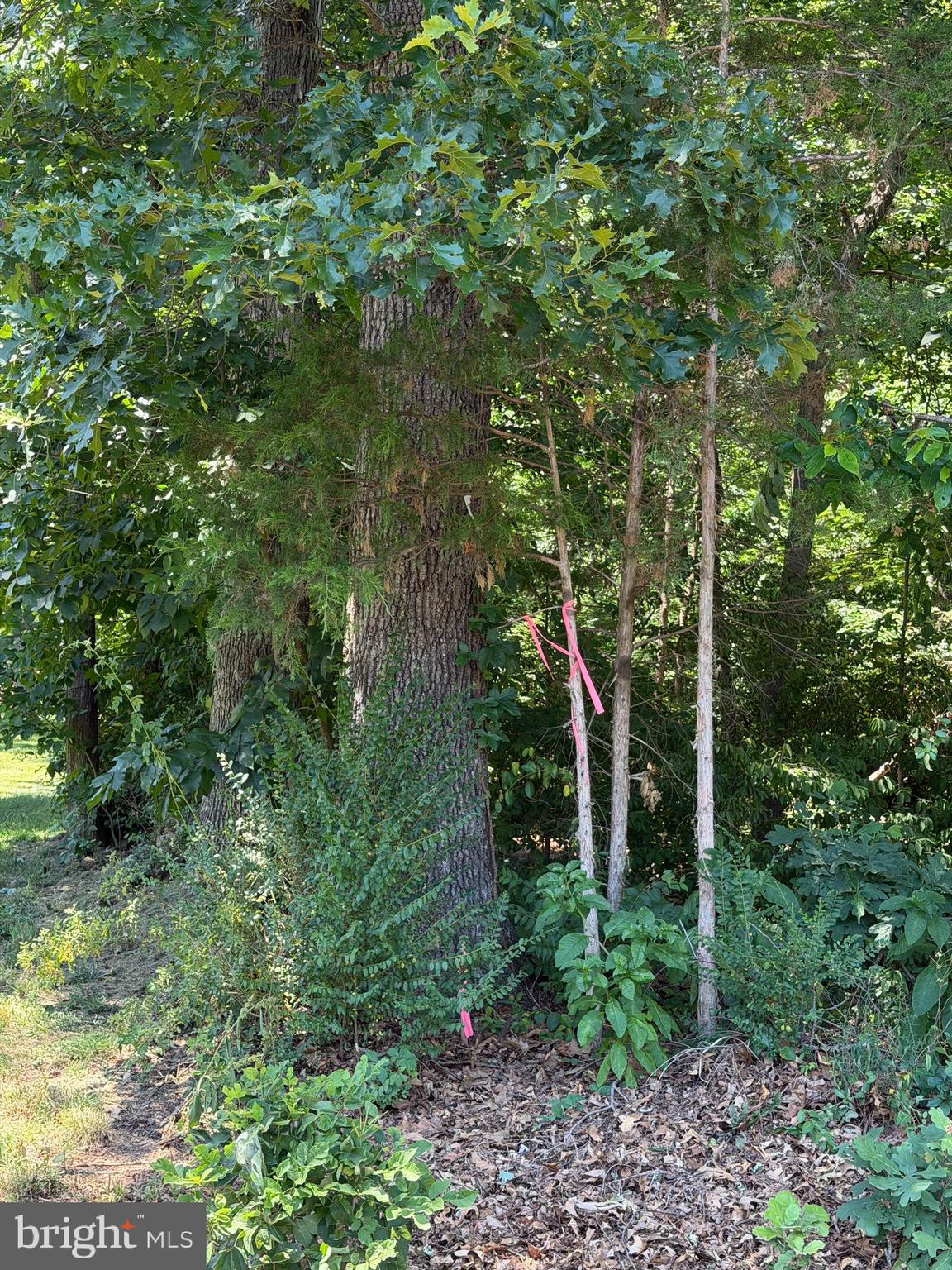 32 CEDAR DRIVE