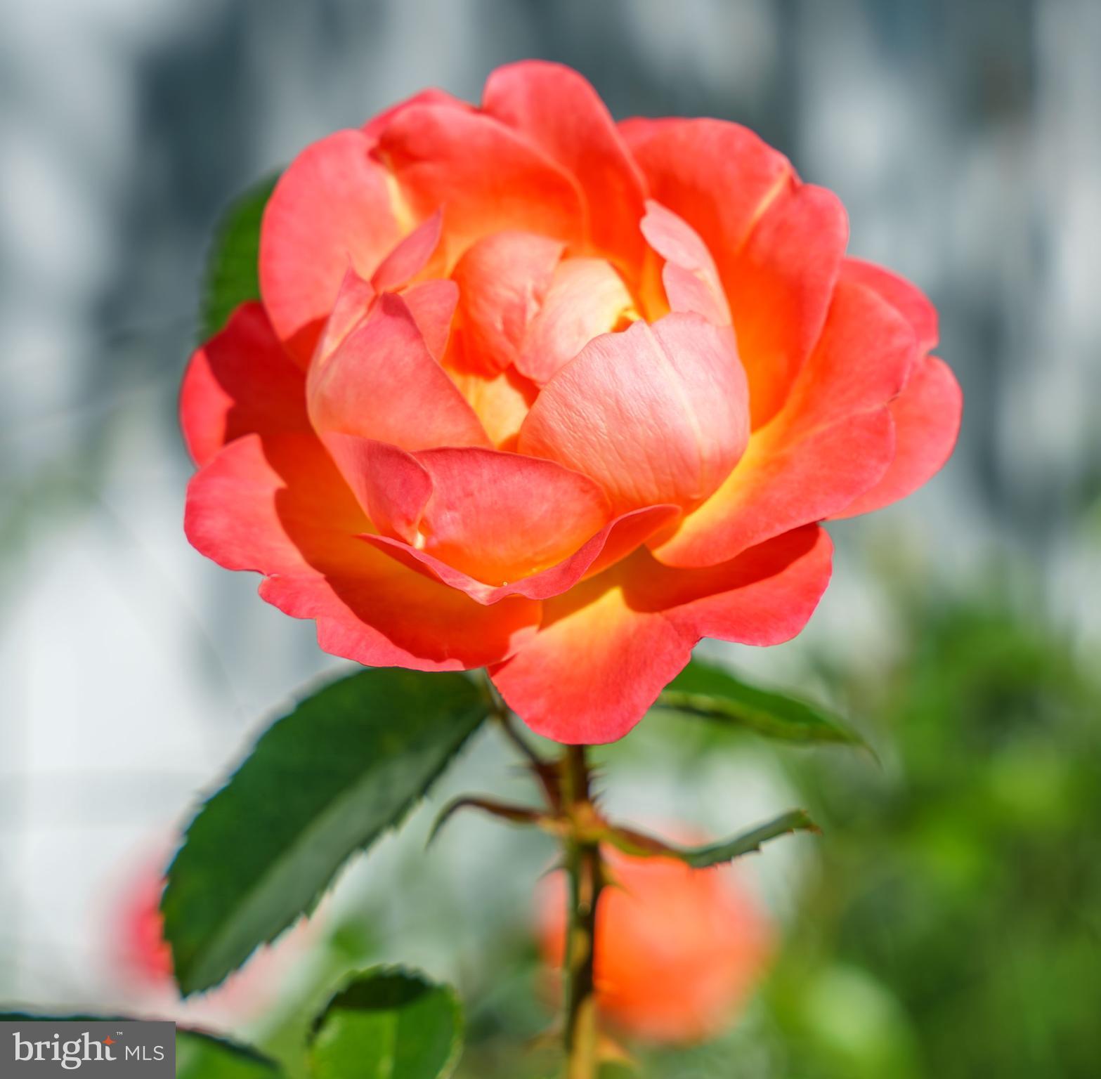 COOKE'S HOPE - Residential