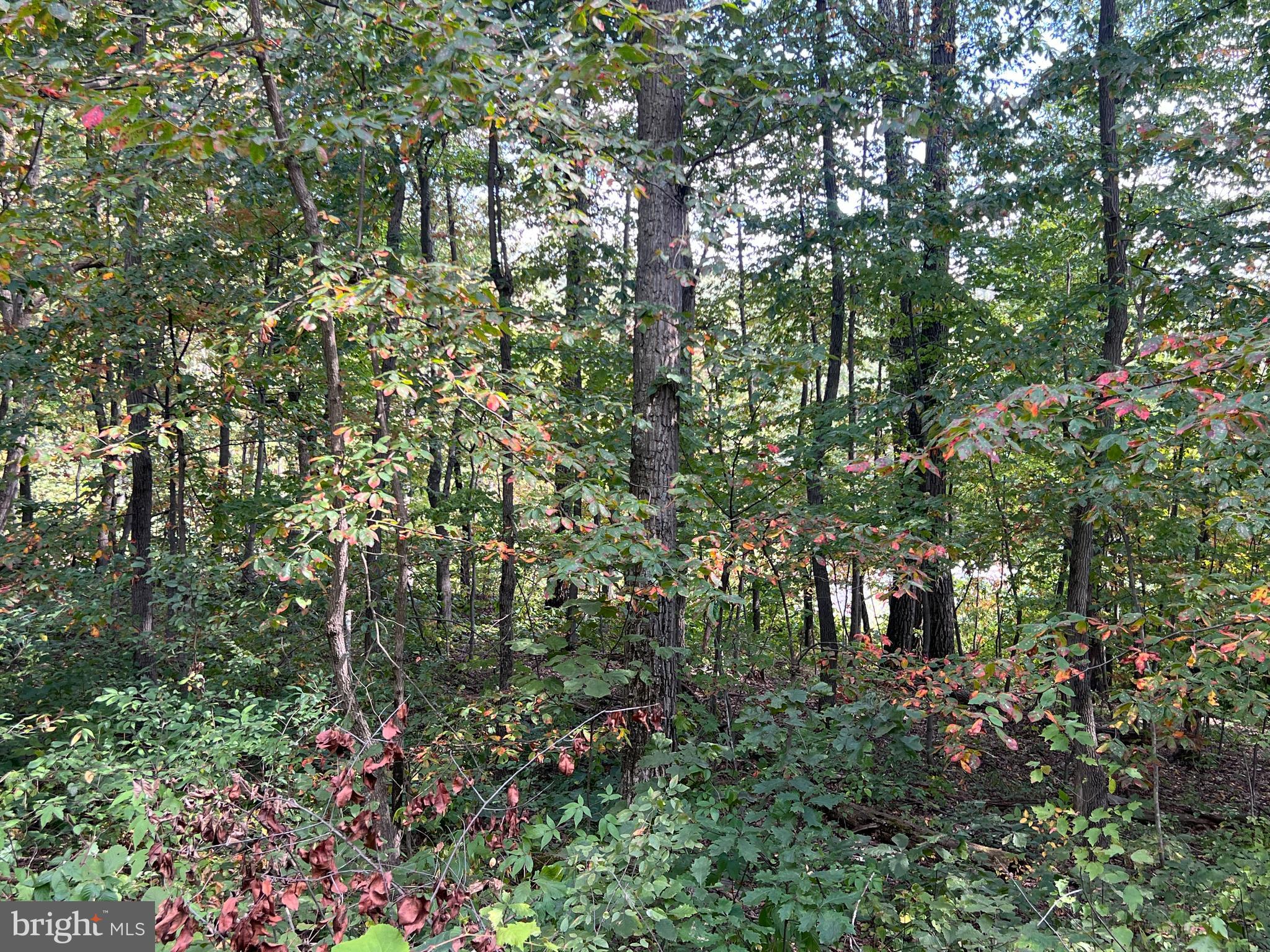 Lot 31 WOODLAWN DRIVE