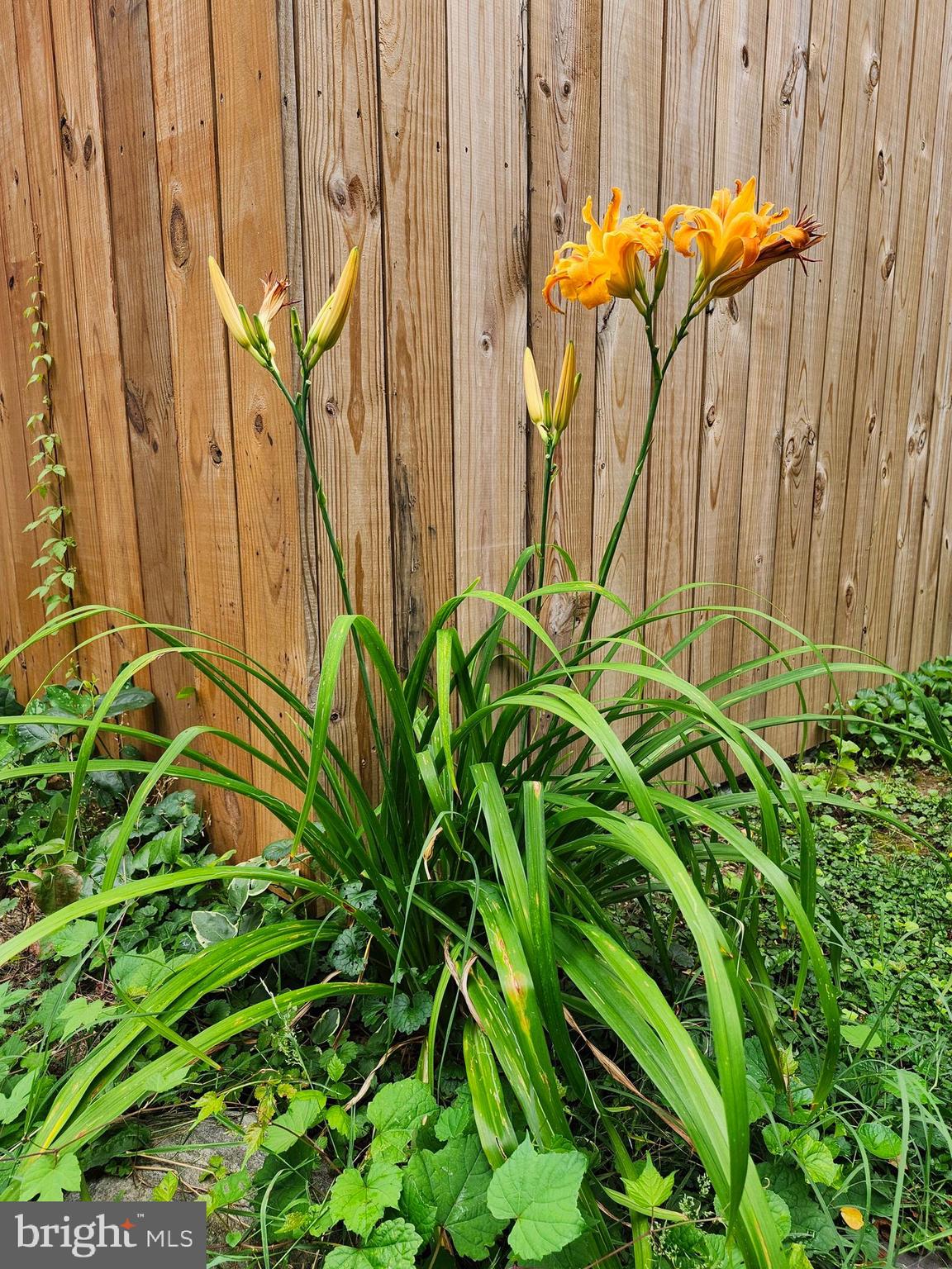 BERWYN HEIGHTS - Residential