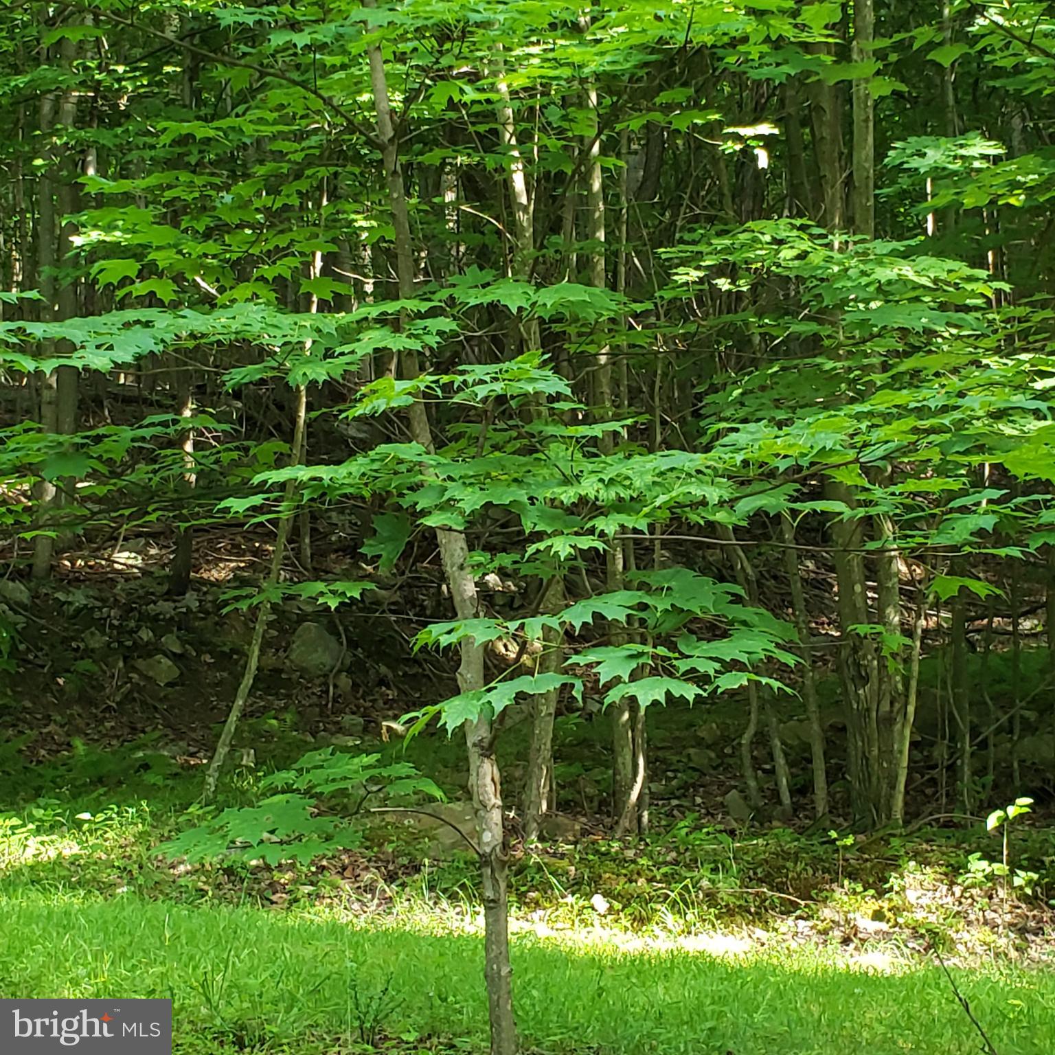 GRASSY MOUNTAIN WOODS - Residential
