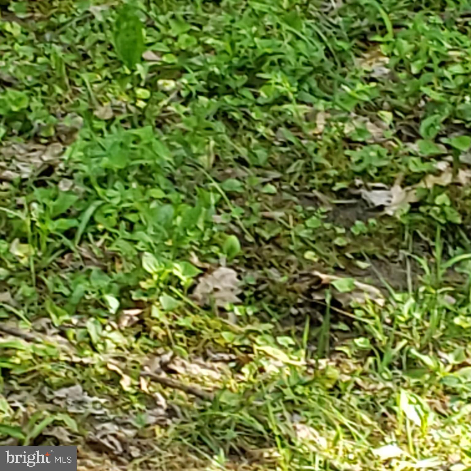 GRASSY MOUNTAIN WOODS - Residential