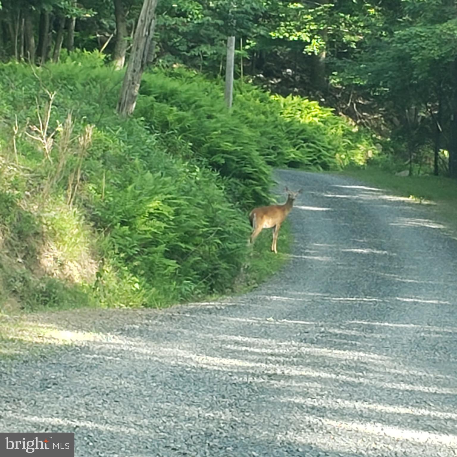 GRASSY MOUNTAIN WOODS - Residential