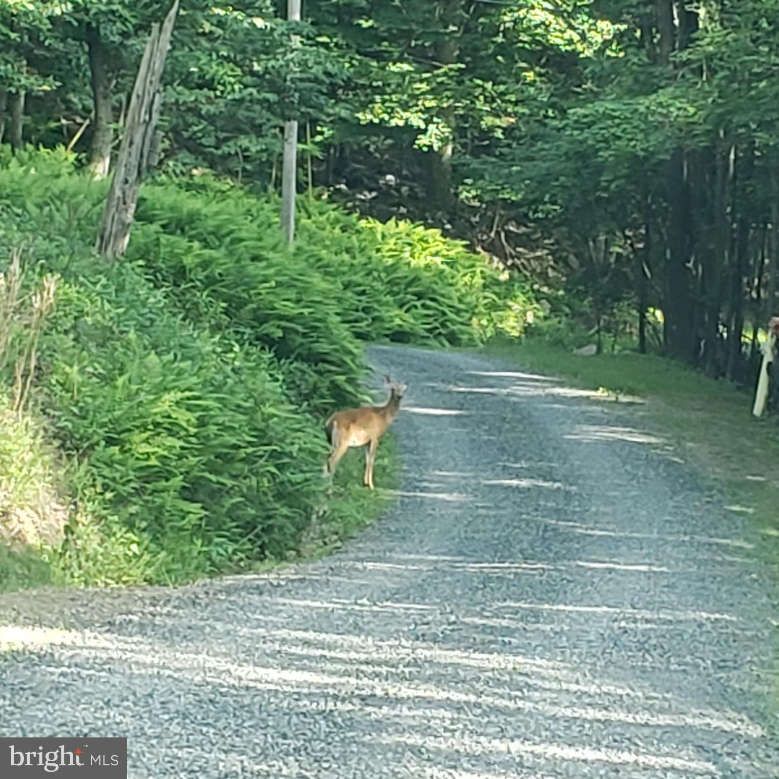 GRASSY MOUNTAIN WOODS - Residential