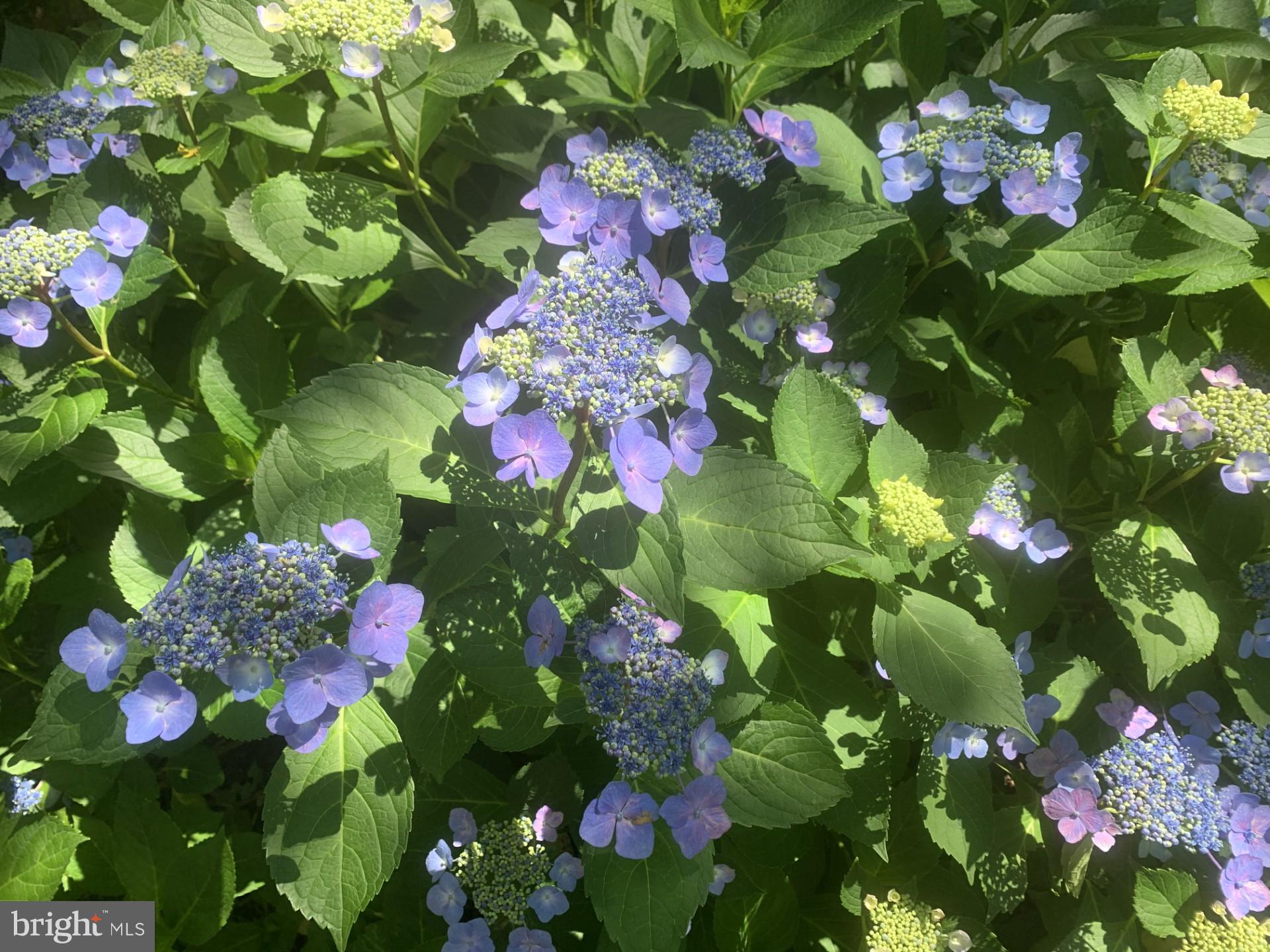 WYNGATE - Residential