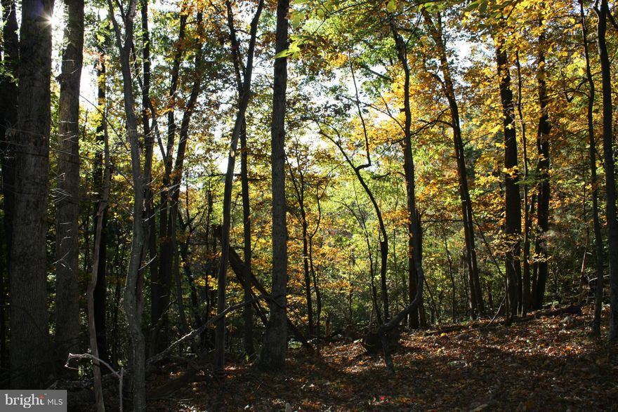 Build your secluded, wooded, mountain home on a site that can give you that sunset view of the western mountains and the beautiful Shenandoah Valley. Priced to Sell! This ideally located site is near the historic Town of New Market, Luray, or a short drive to Harrisonburg, VA. Hunt/Hike your own property or, just 2 min. away, are thousands of acres of National Forest to roam and enjoy.