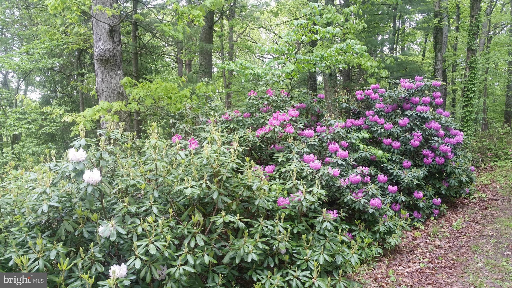 SPRUCE PINE HOLLOW - Residential