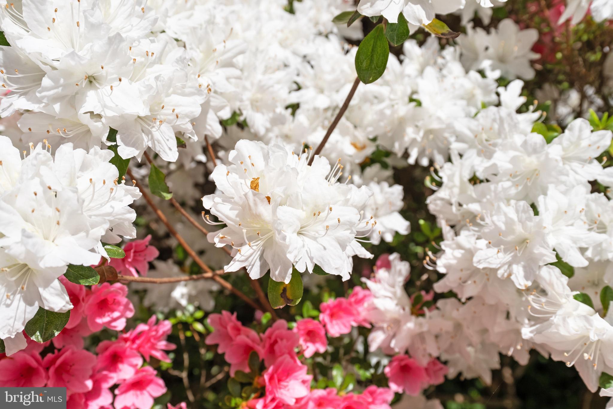 WESTMORELAND HILLS - Residential