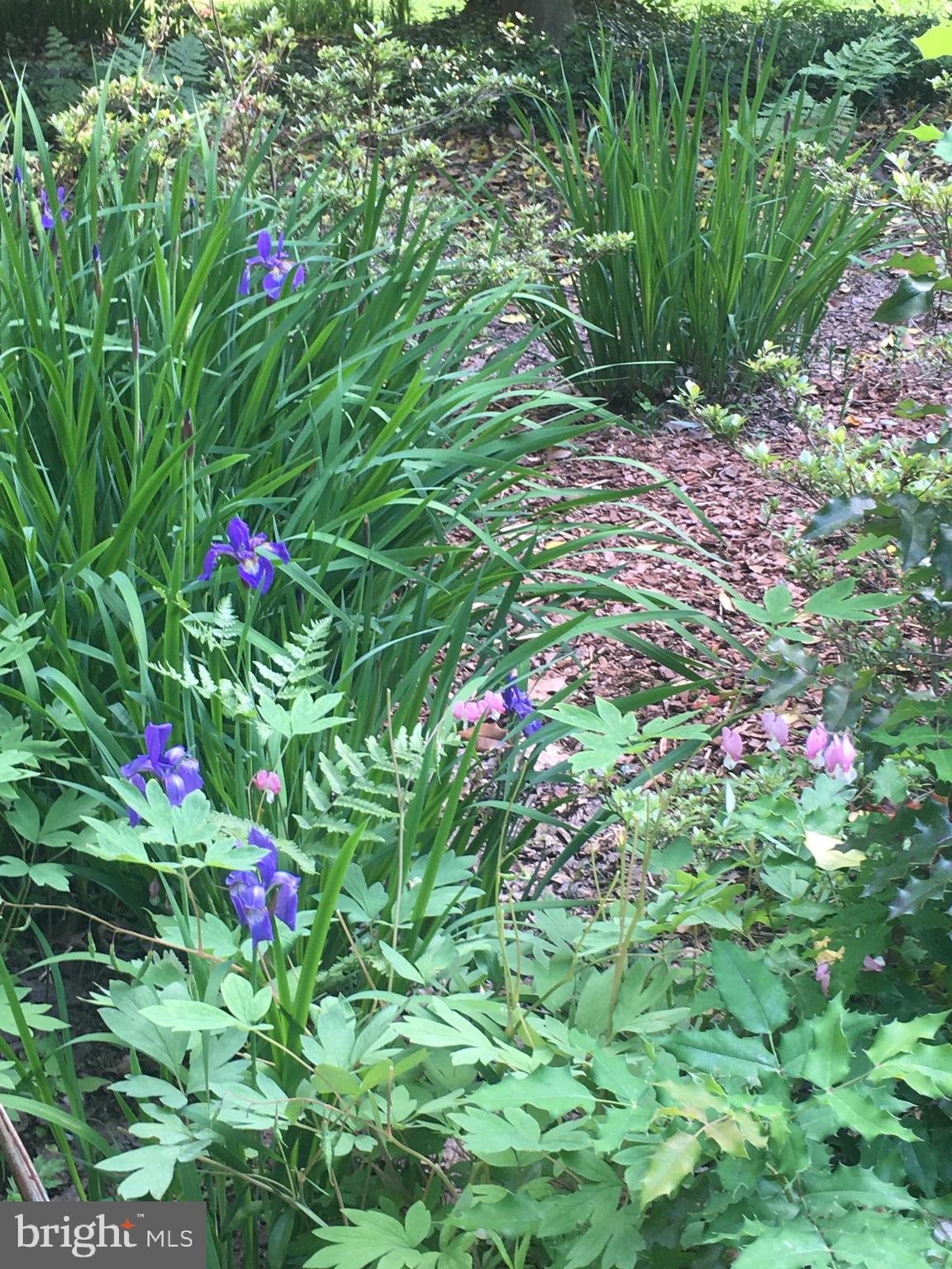 CARDEROCK SPRINGS - Residential