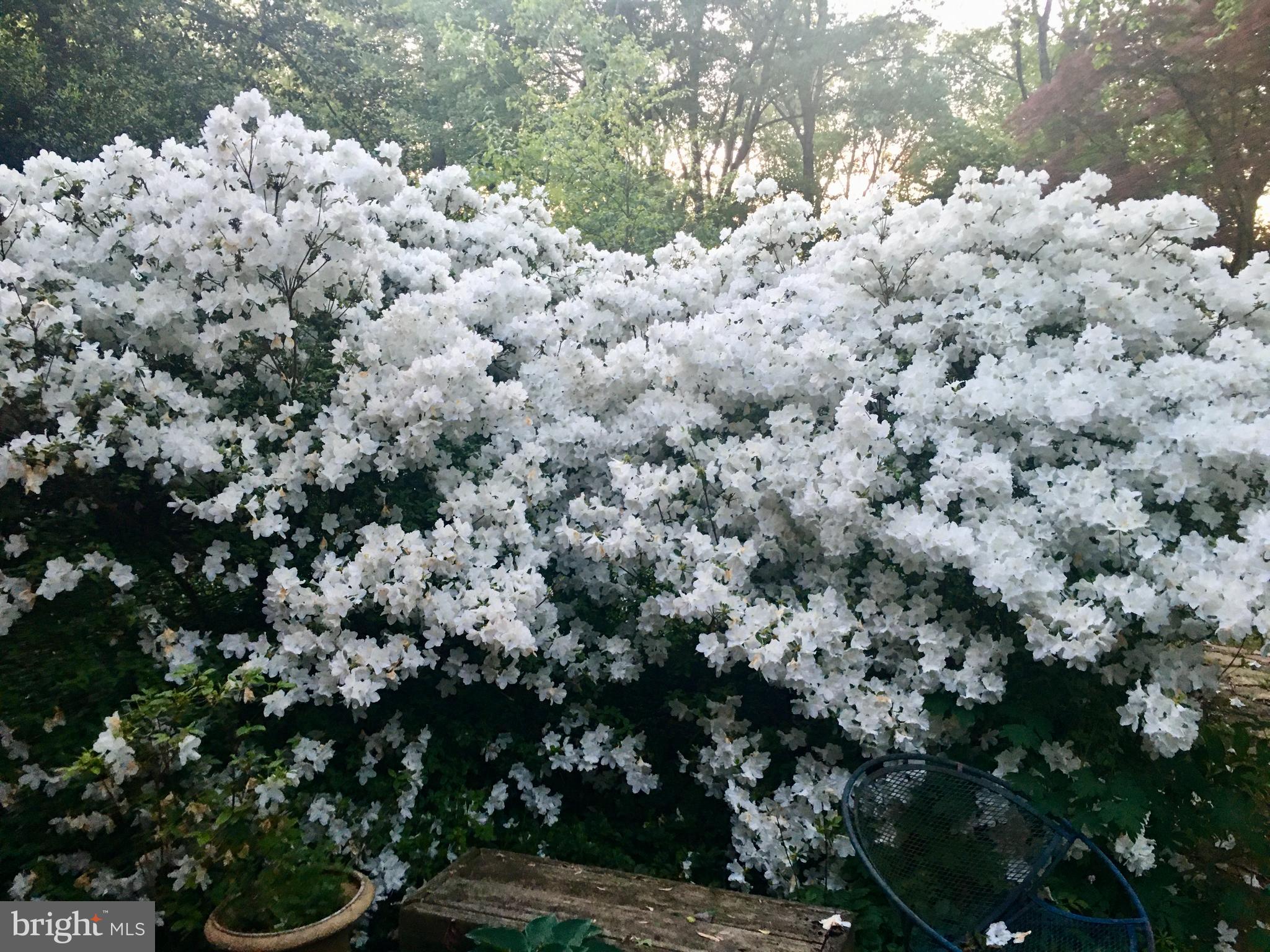 CARDEROCK SPRINGS - Residential