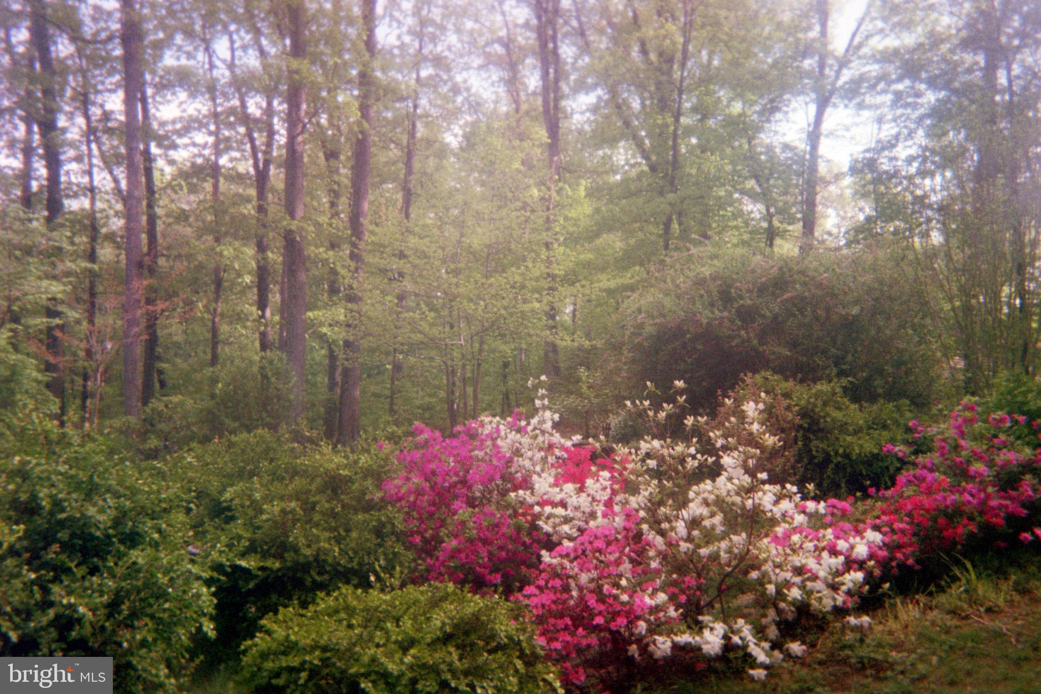 SHANNONDALE - Residential