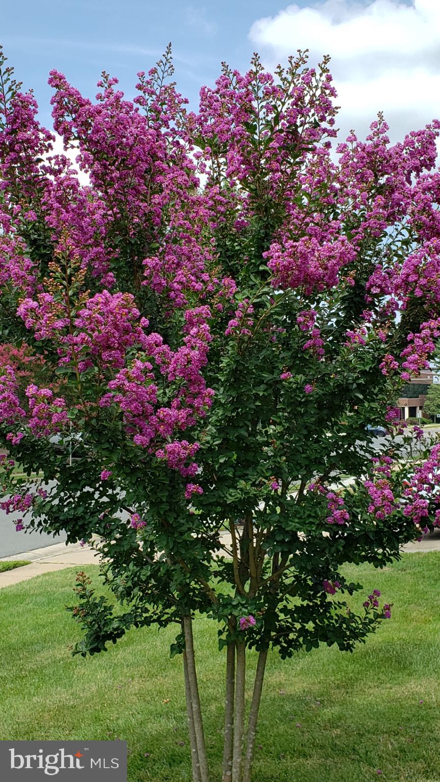 POLO FIELDS - Residential